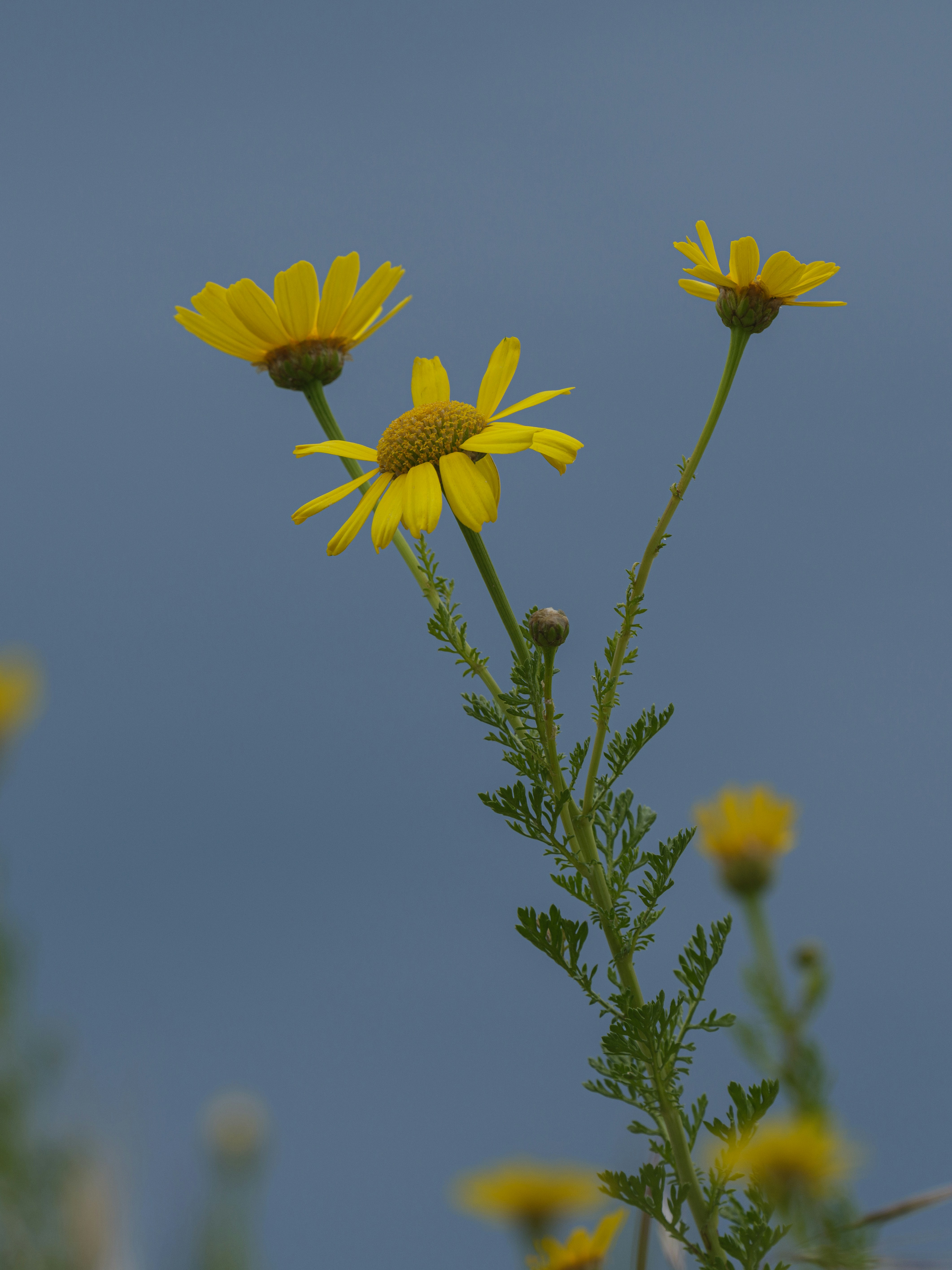 Photo by enginakyurt