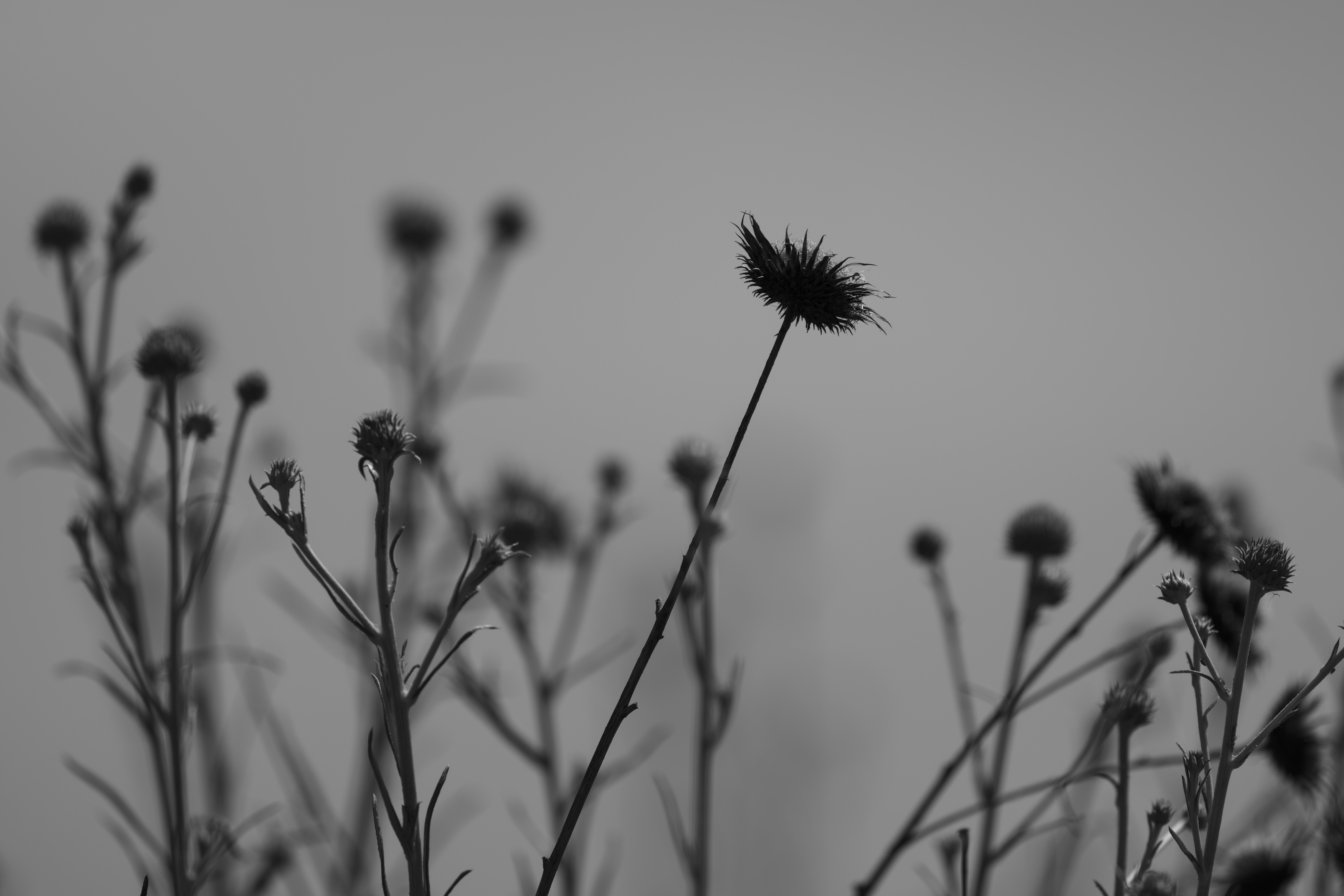 Photo by enginakyurt