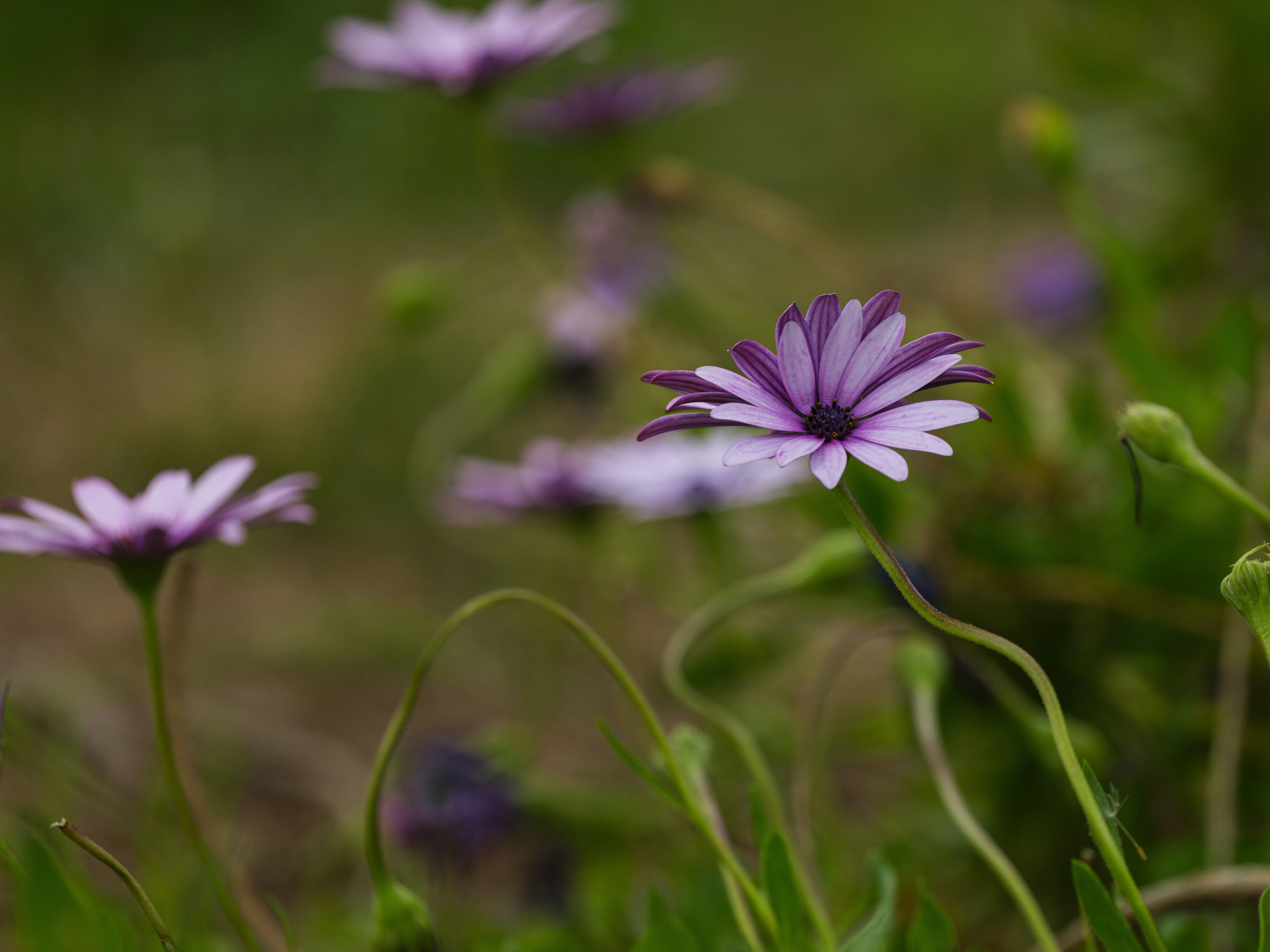Photo by enginakyurt