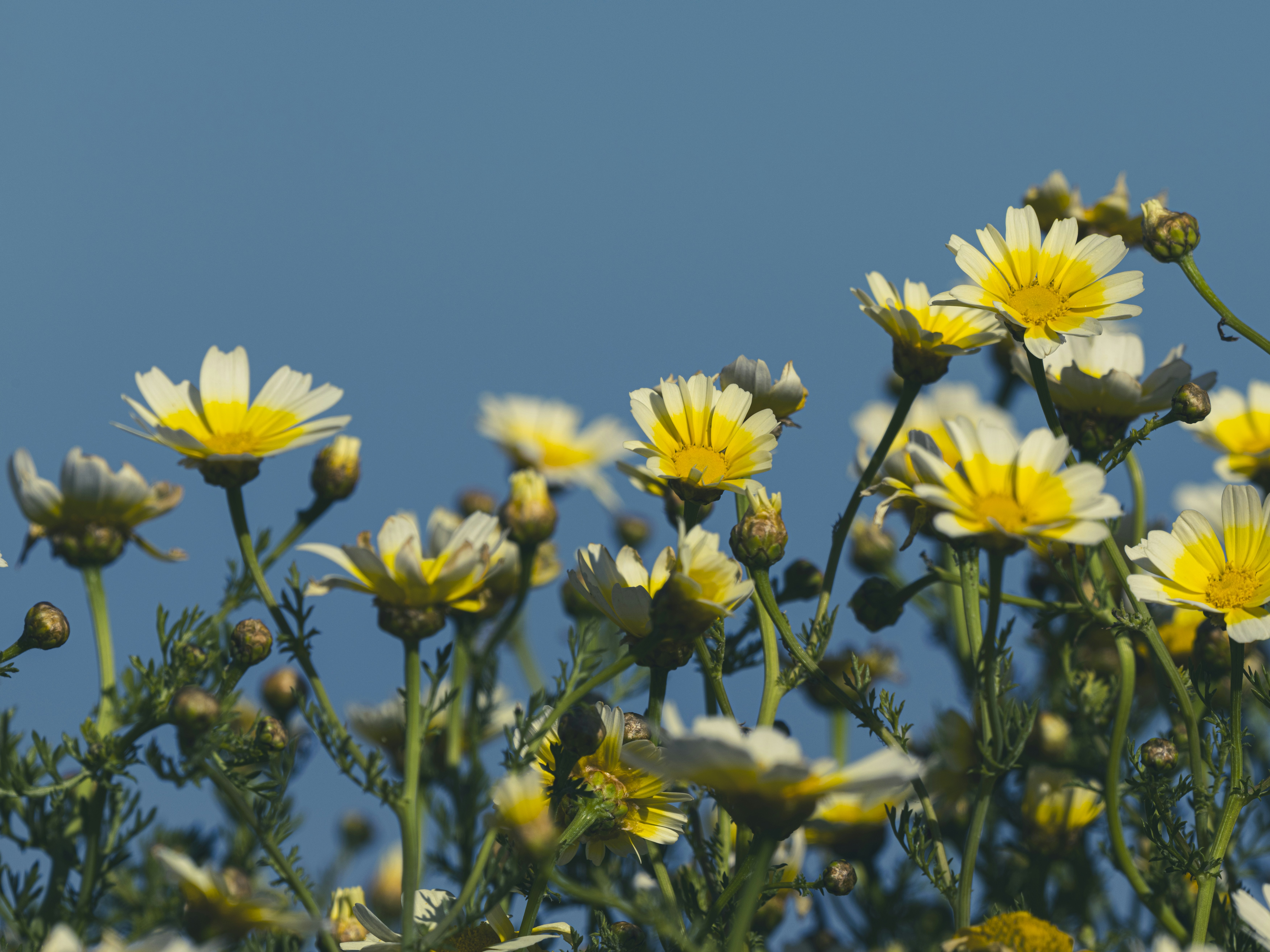 Photo by enginakyurt