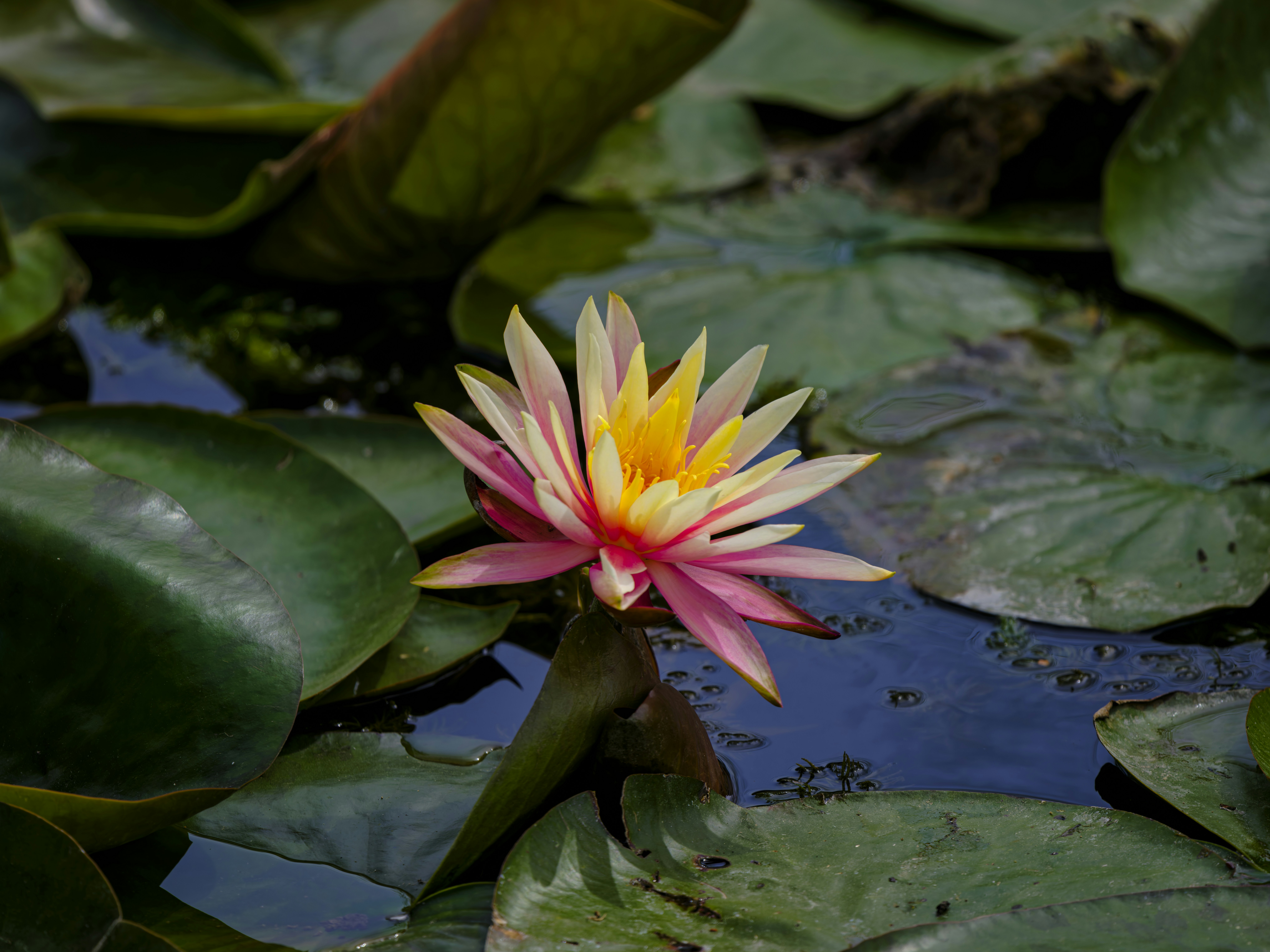 Photo by enginakyurt