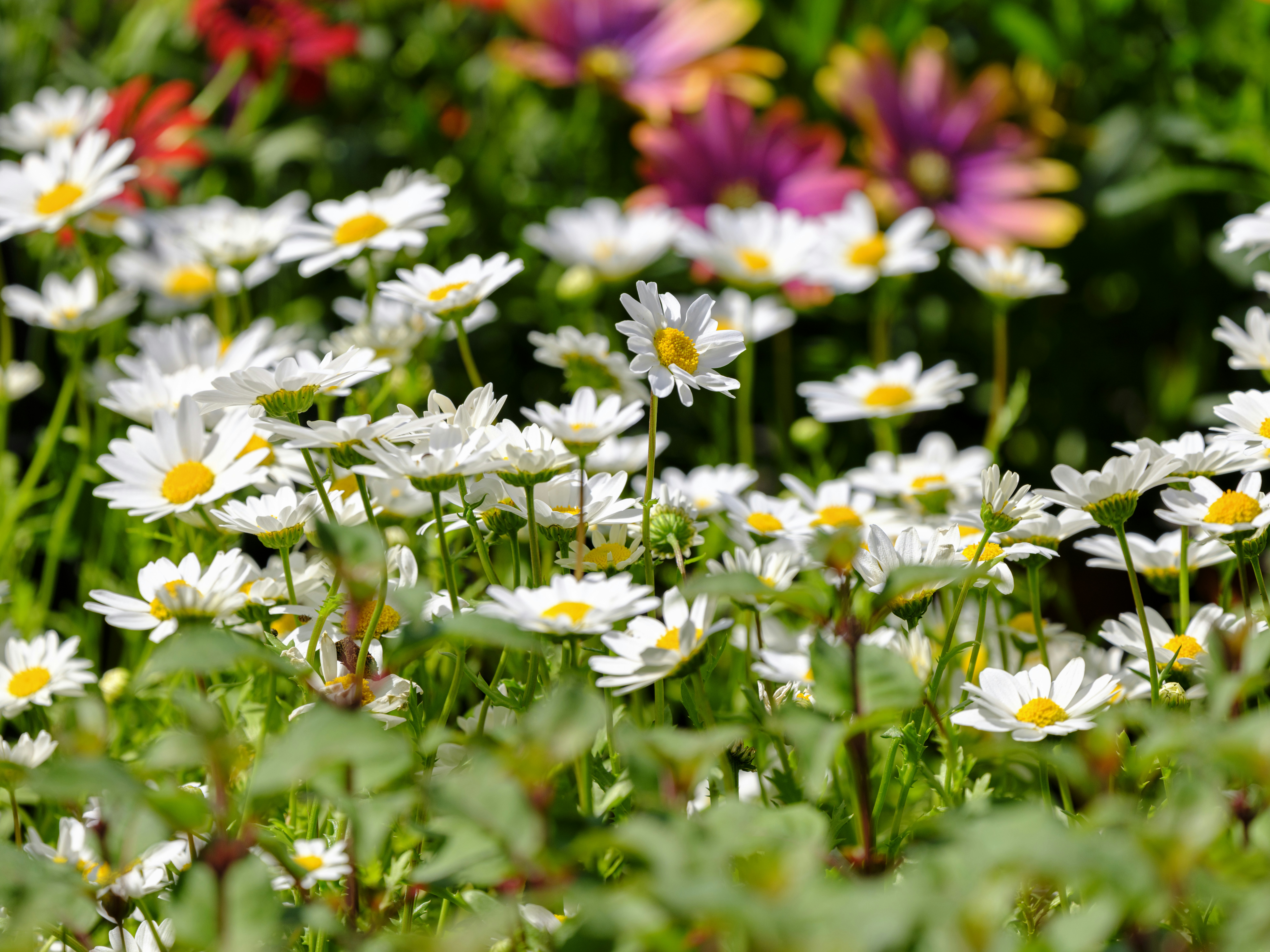 Beautiful field of vibrant white daisies. photo – Free Flower Image on  Unsplash, image size:3000x2250
