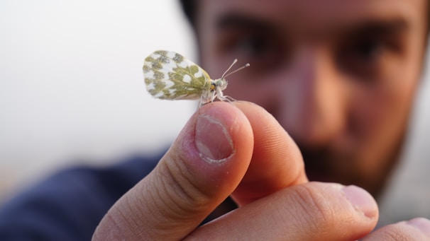 Butterfly lands on a person's finger.