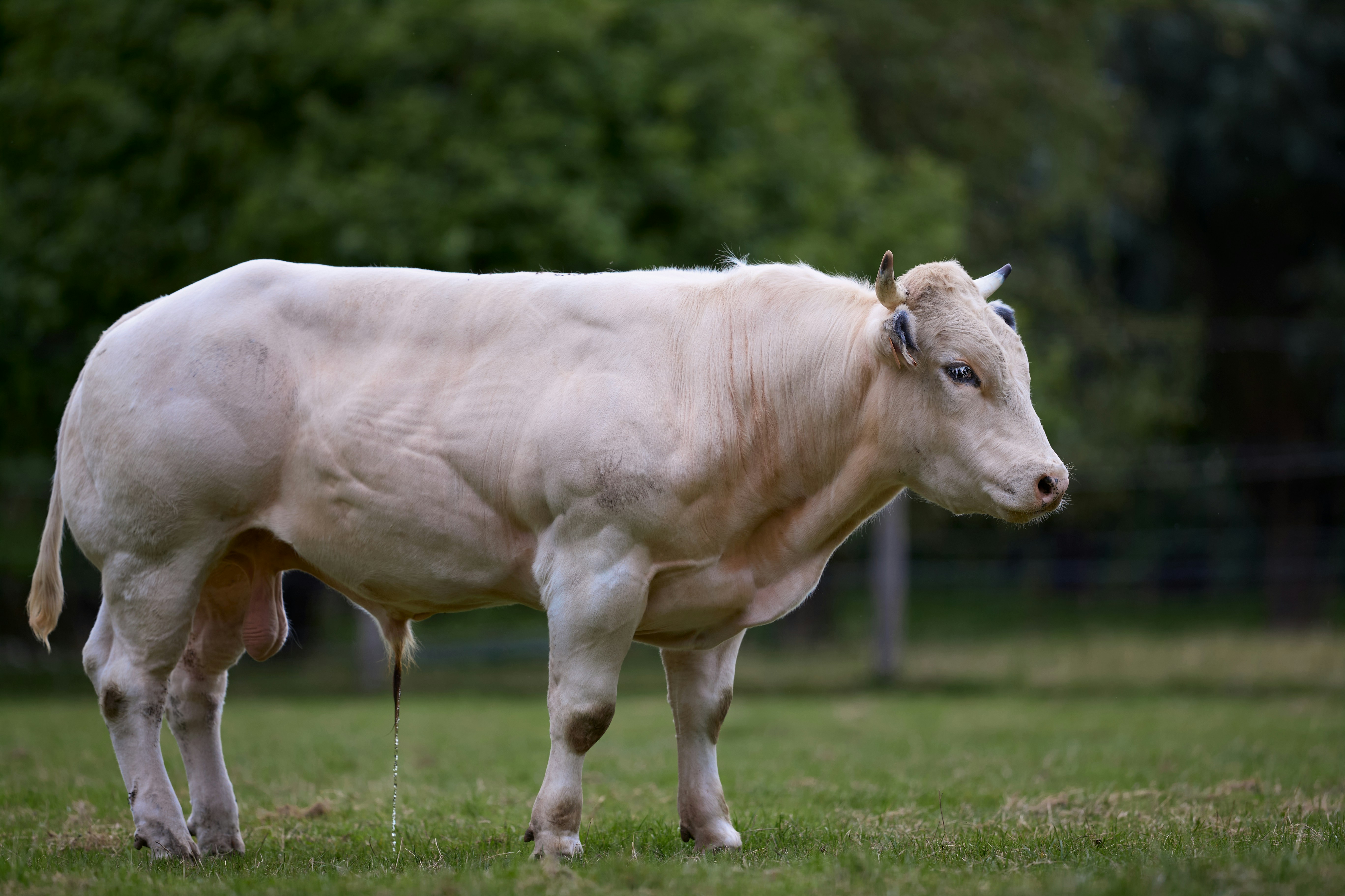 Lunch in Charolais Country, Burgundy, France