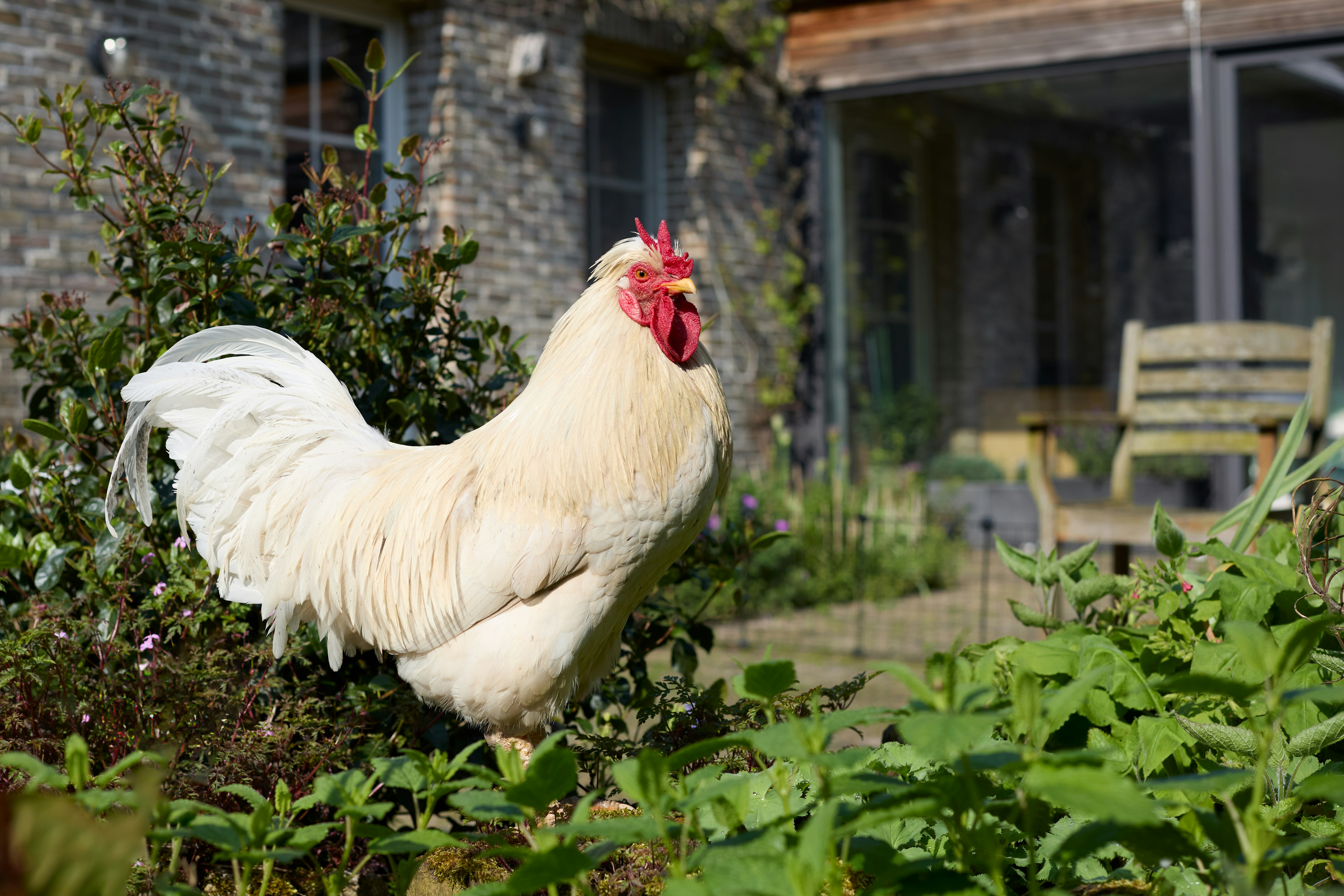 7 Chicken Care Guide Basics Every Backyard Owner Should Know