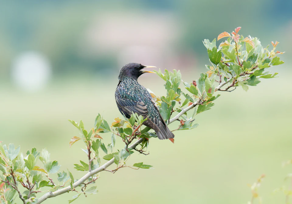 Black bird perches on branch amidst lush green leaves and tranquil landscape scenery