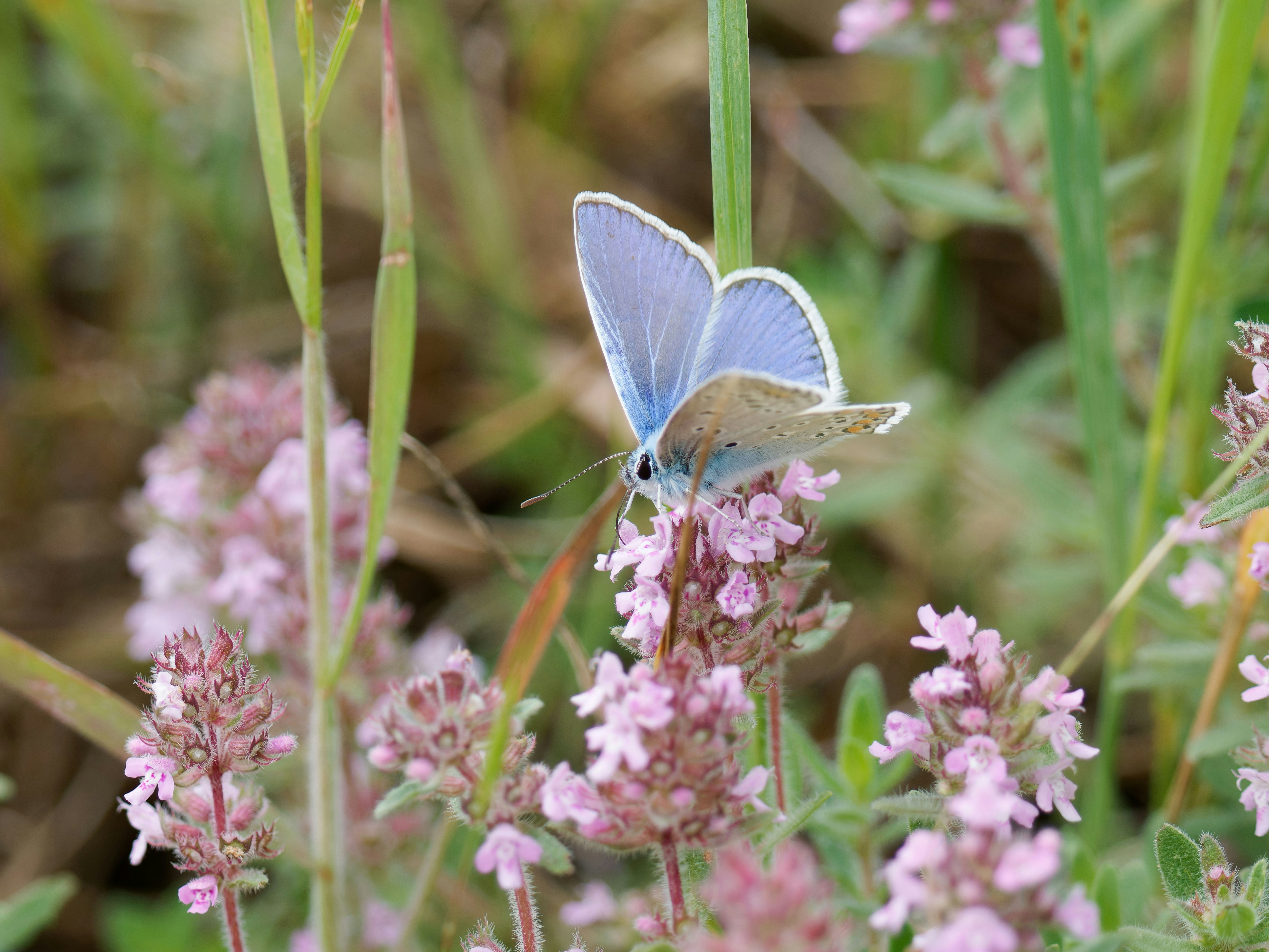 Photo by illes_cristi