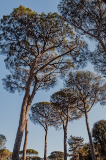 Tall trees reaching towards a blue sky.