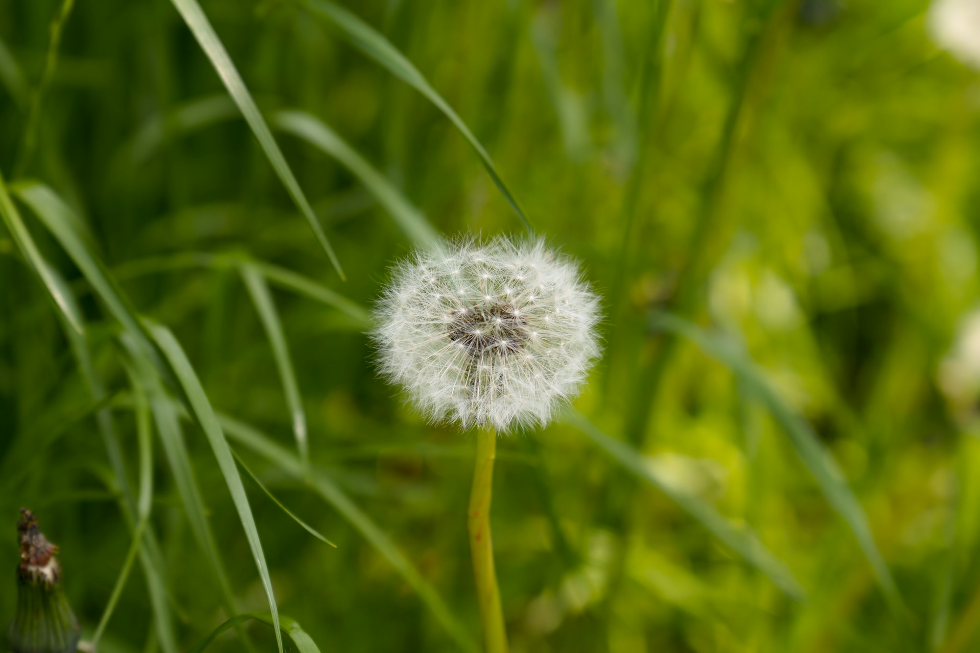 A dandelion seed head stands amidst green grass.