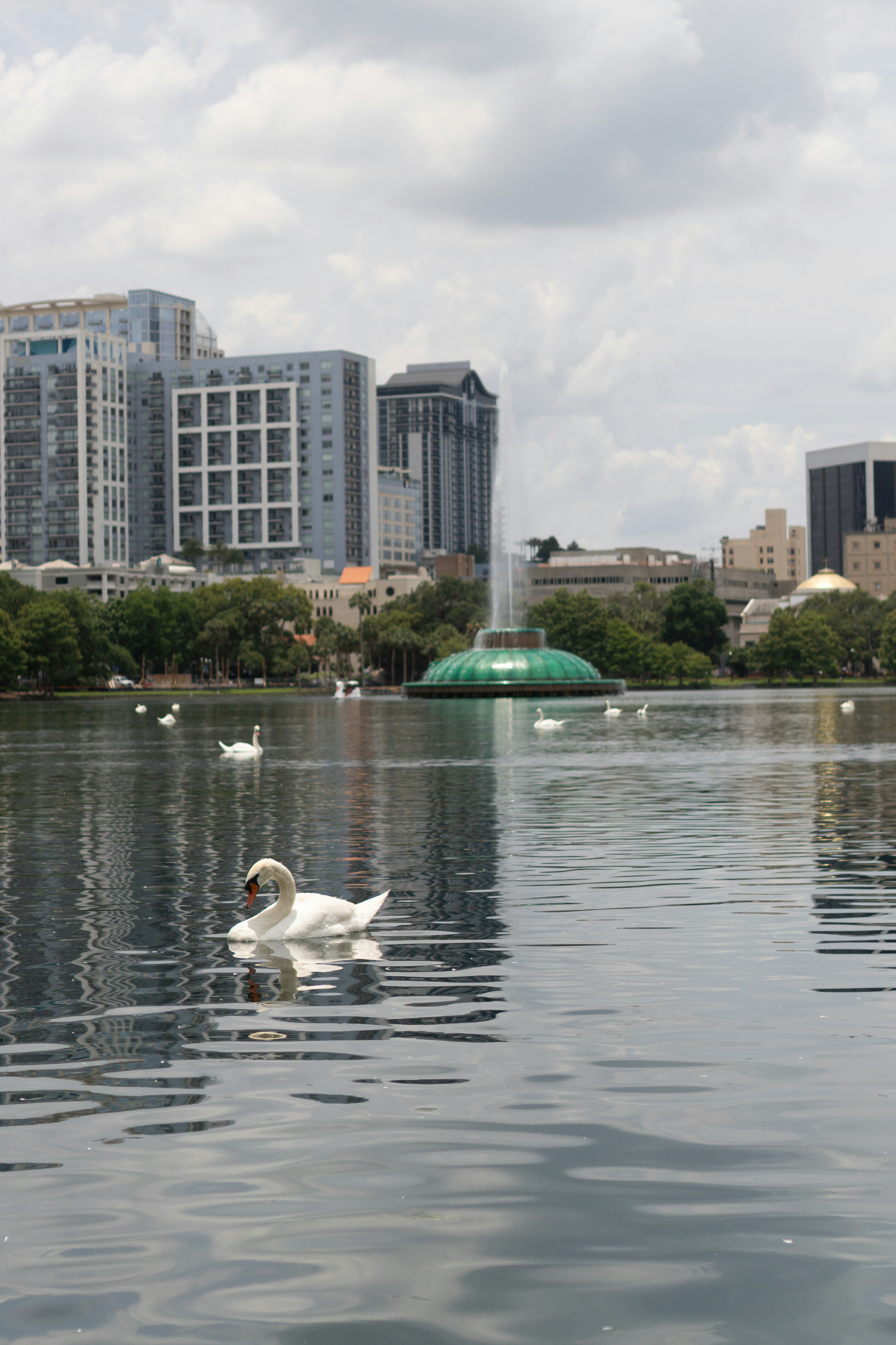 Swans swim on a lake with a city skyline