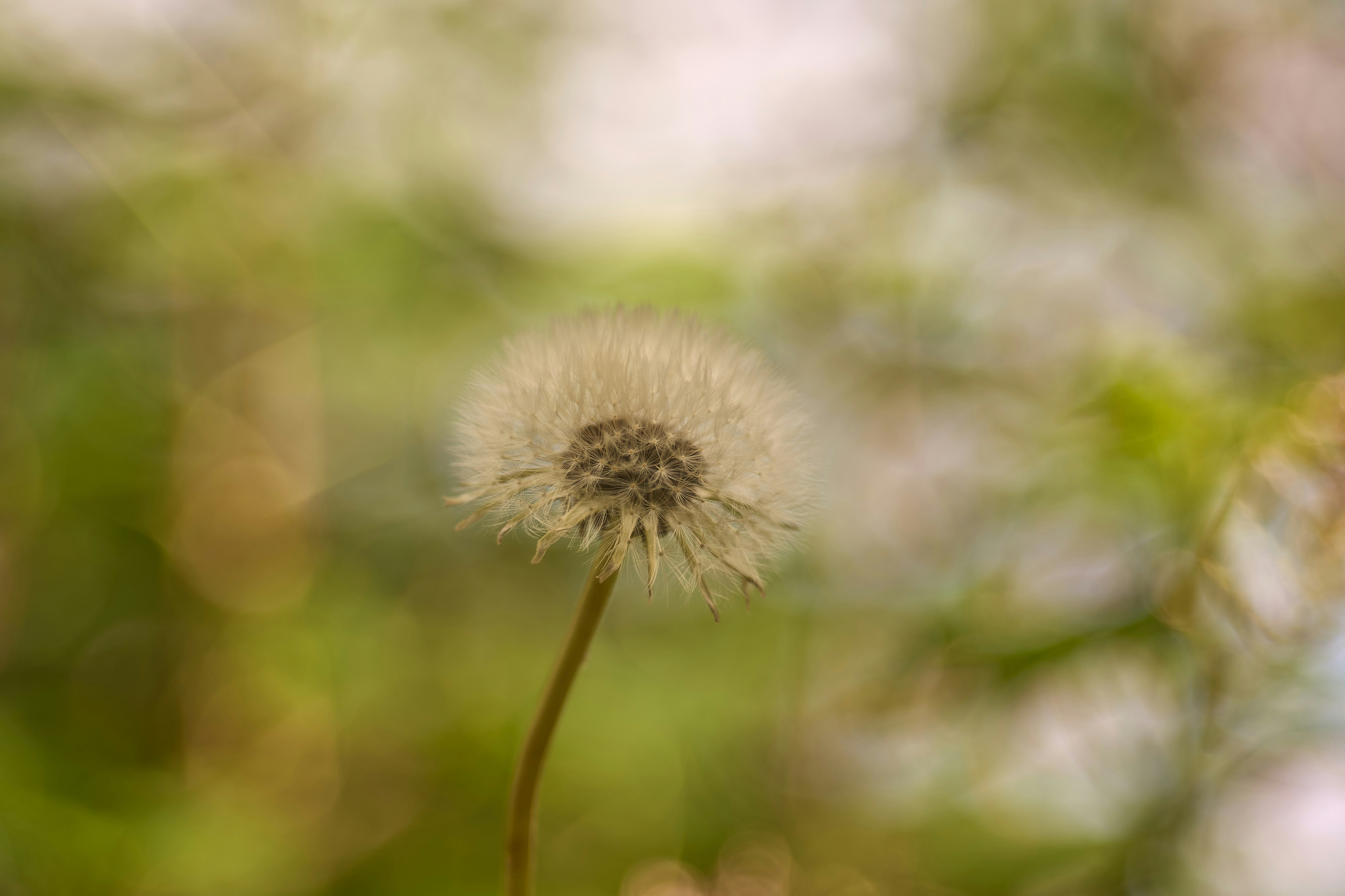 Photo by wolfgang_hasselmann