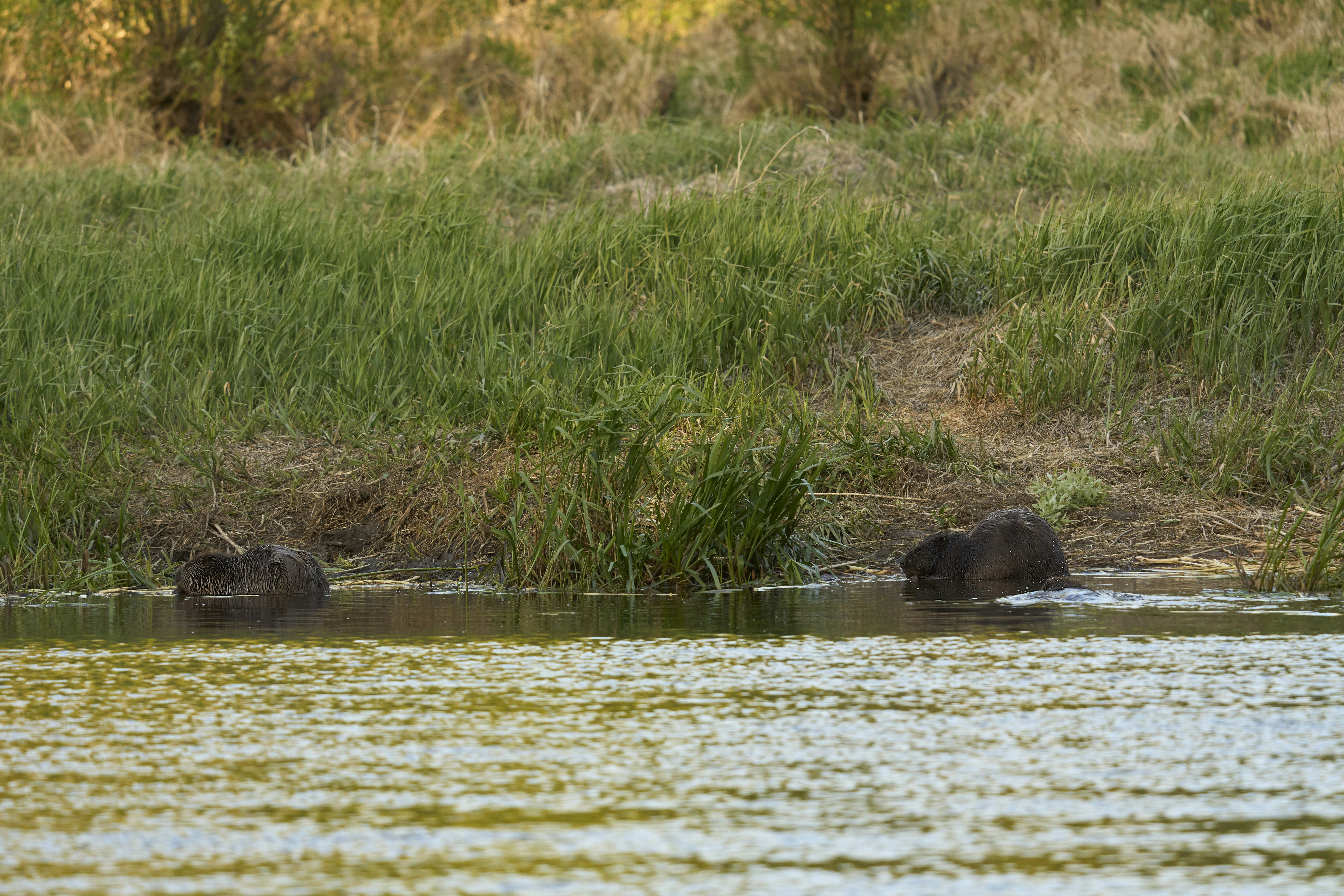 Photo by wolfgang_hasselmann