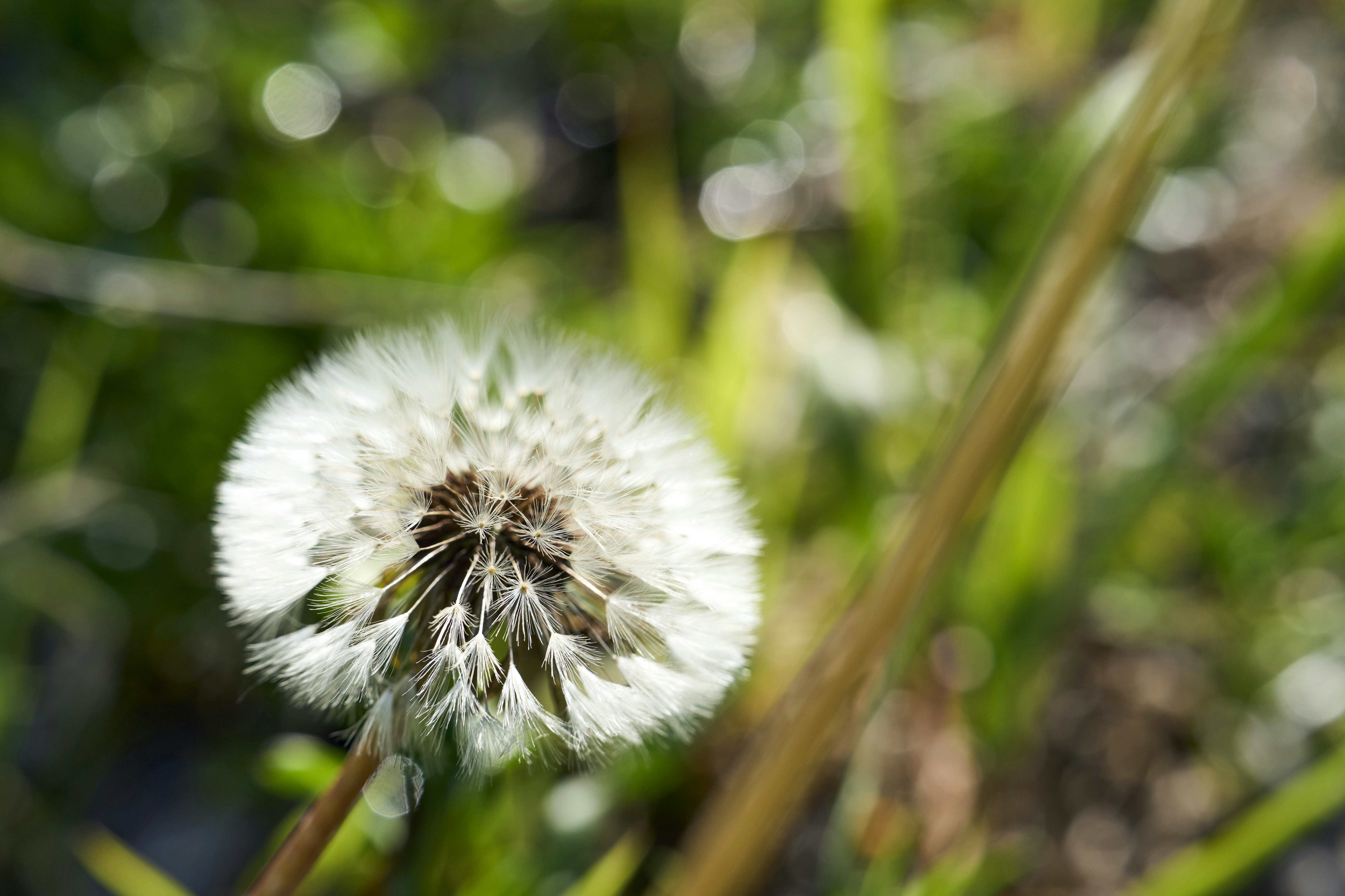 Photo by wolfgang_hasselmann