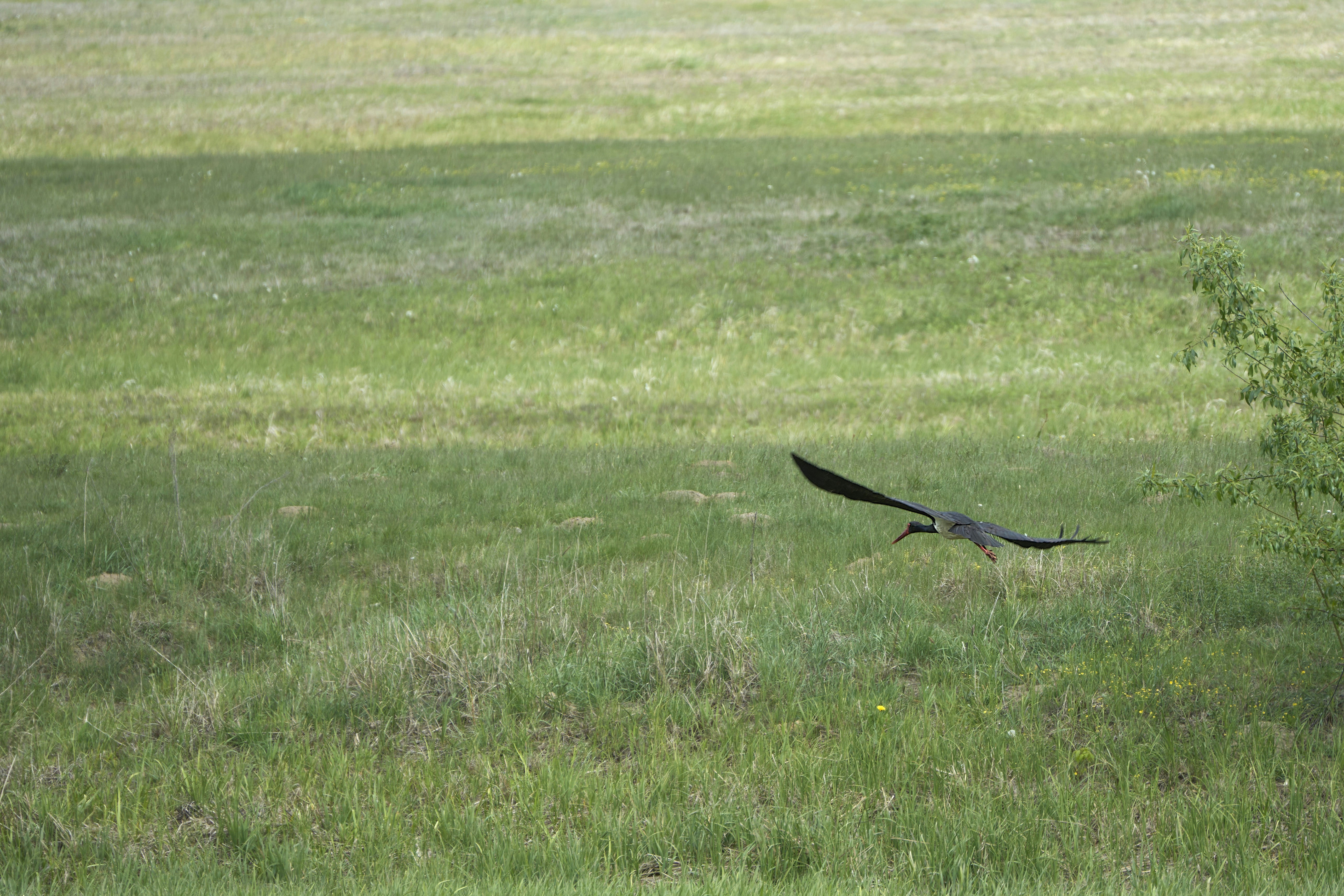 Photo by wolfgang_hasselmann