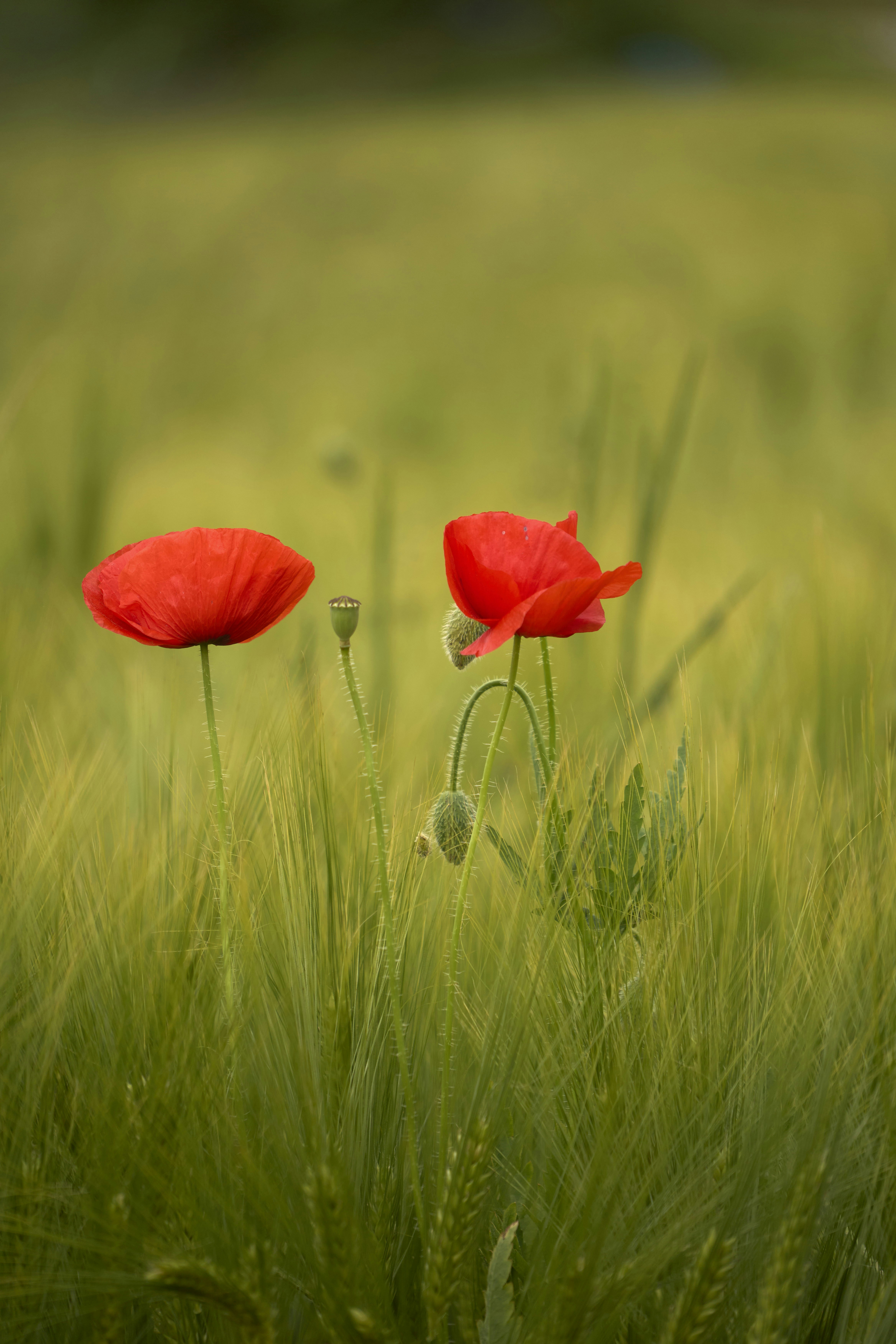 Photo by wolfgang_hasselmann