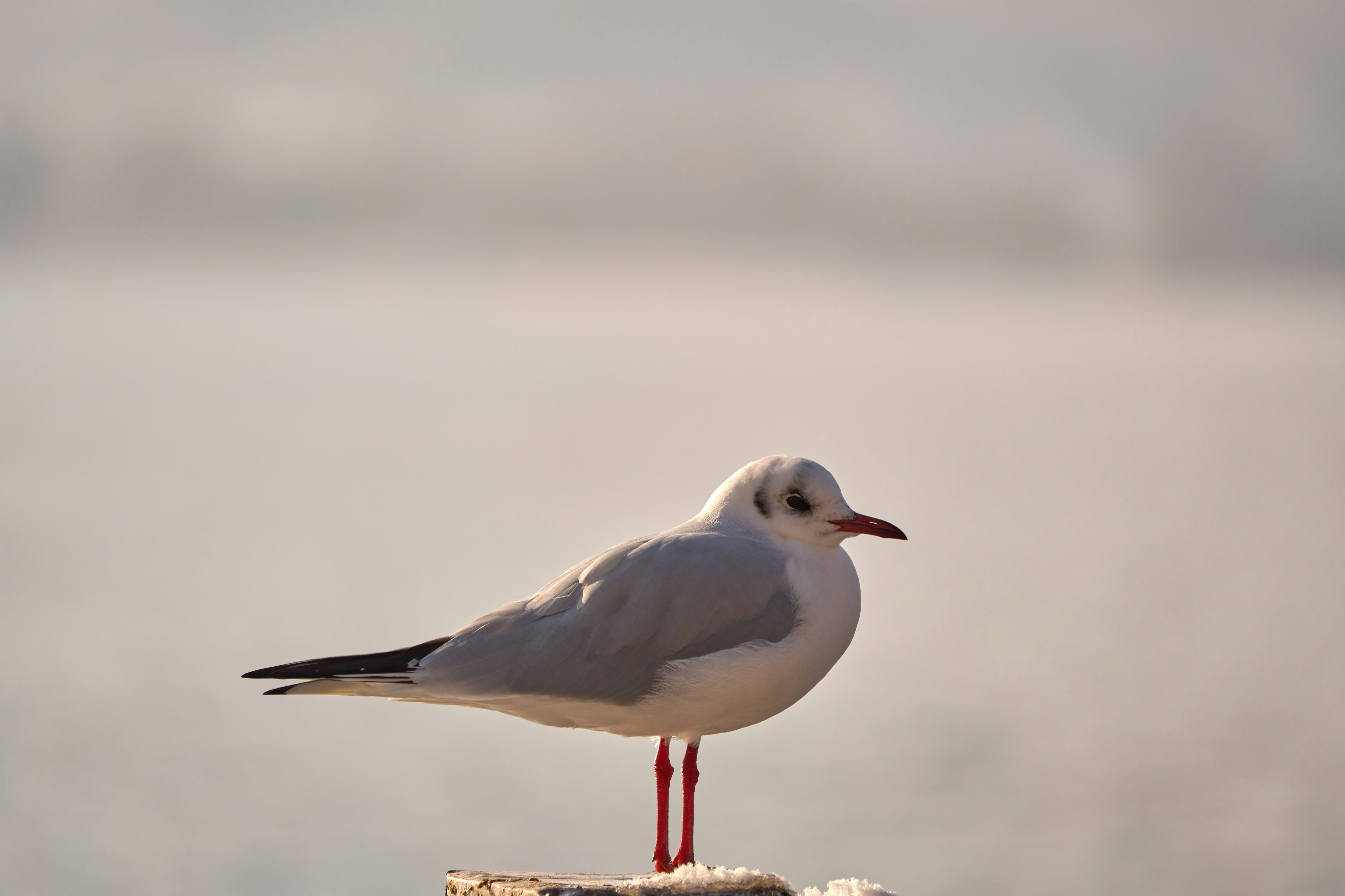 Photo by wolfgang_hasselmann