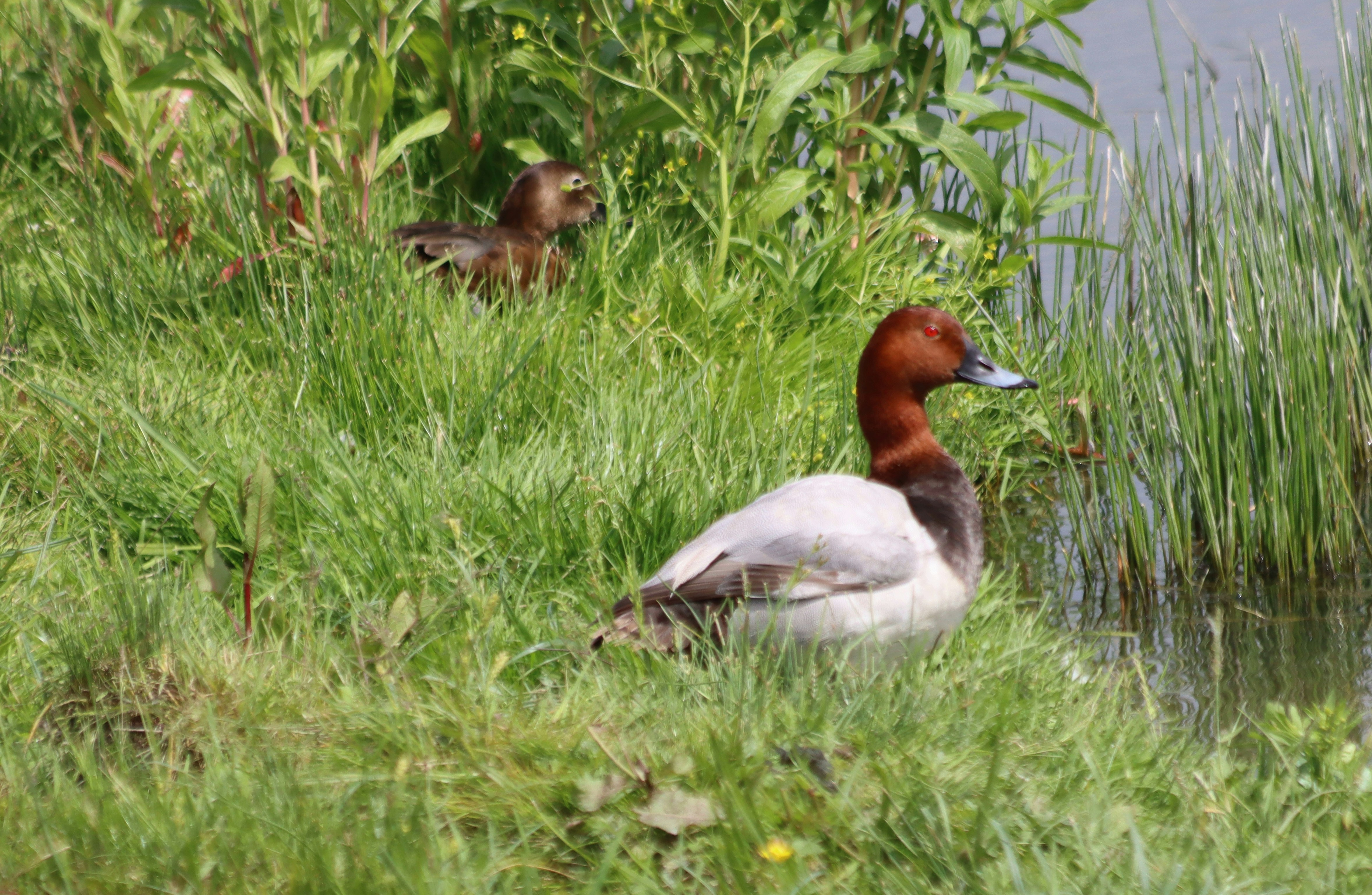 Bebek beristirahat di tepi air dan rumput tinggi.