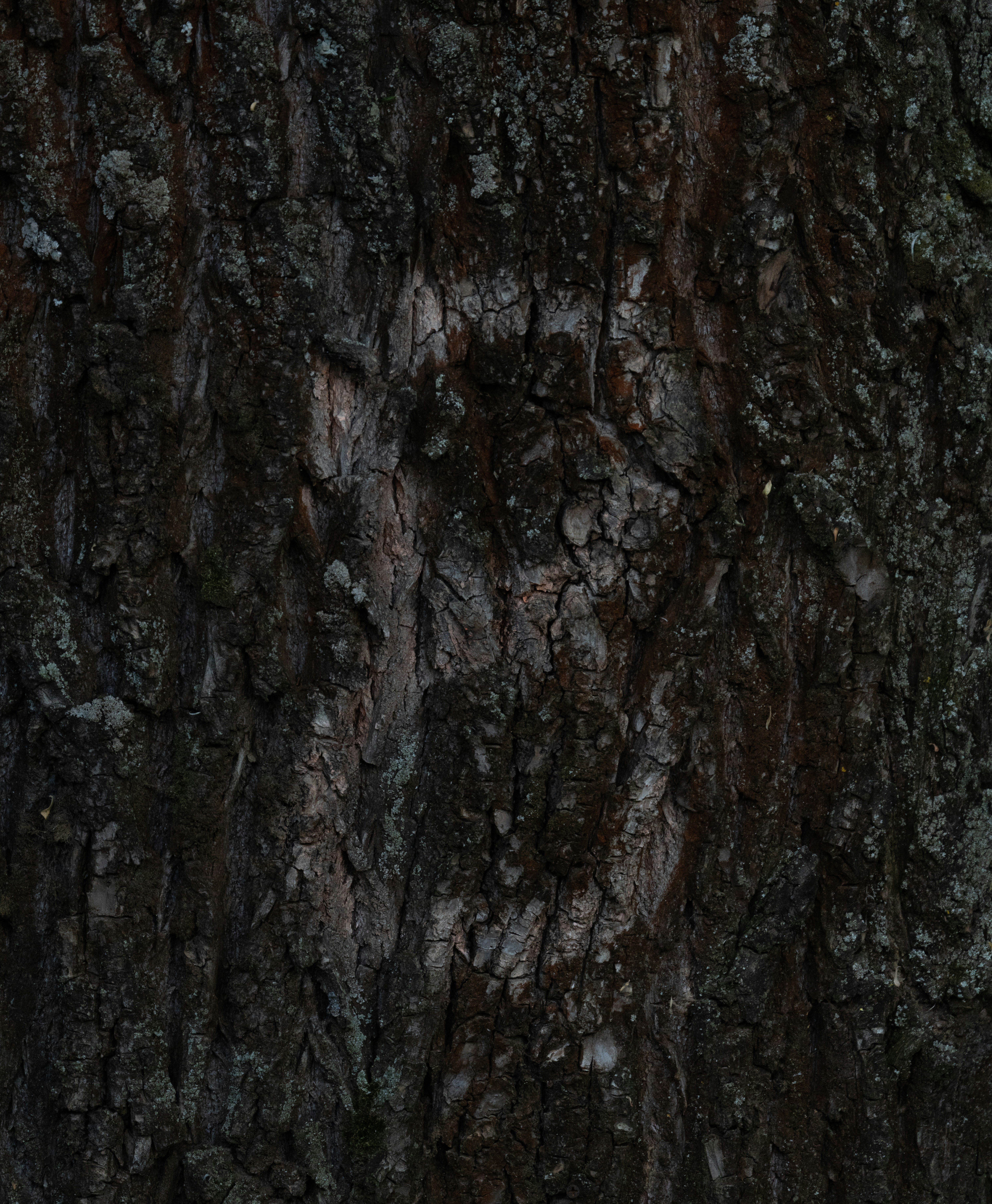 거칠고 질감이 있는 표면의 나무 껍질 클로즈업.