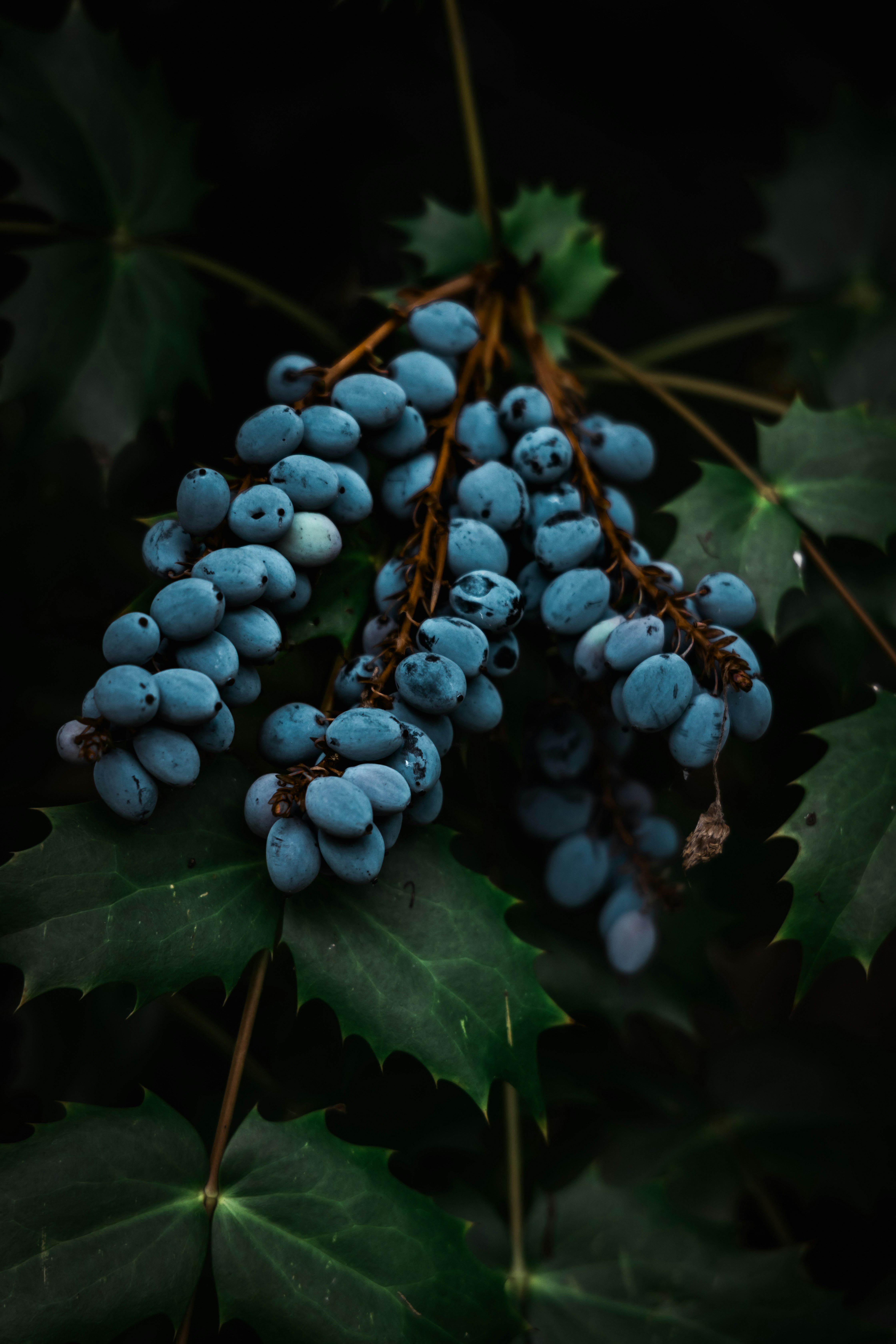 Blaue Beeren hängen zwischen grünen, stacheligen Blättern.