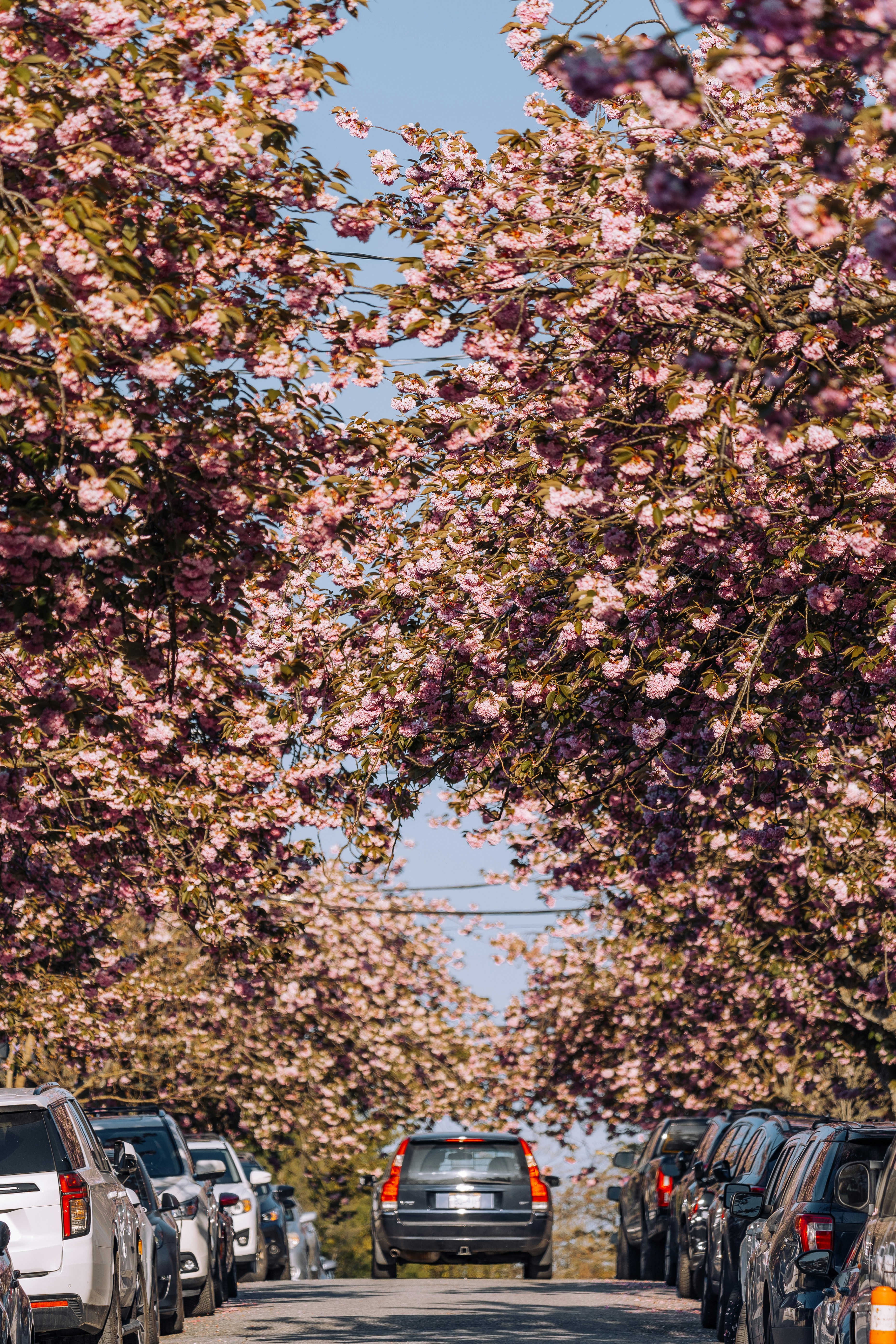 A car travels through cherry blossom trees.