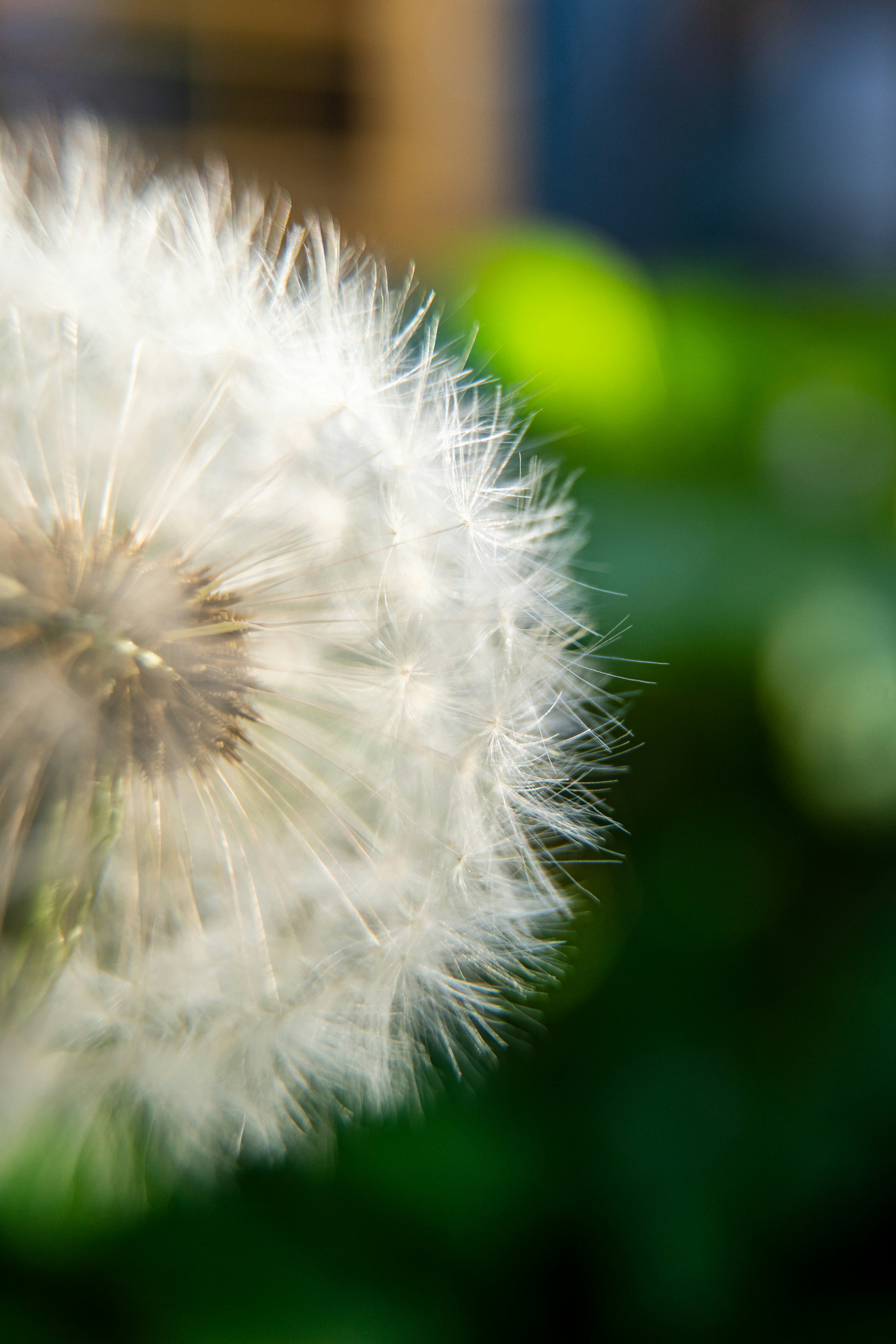 A fluffy dandelion seed head.