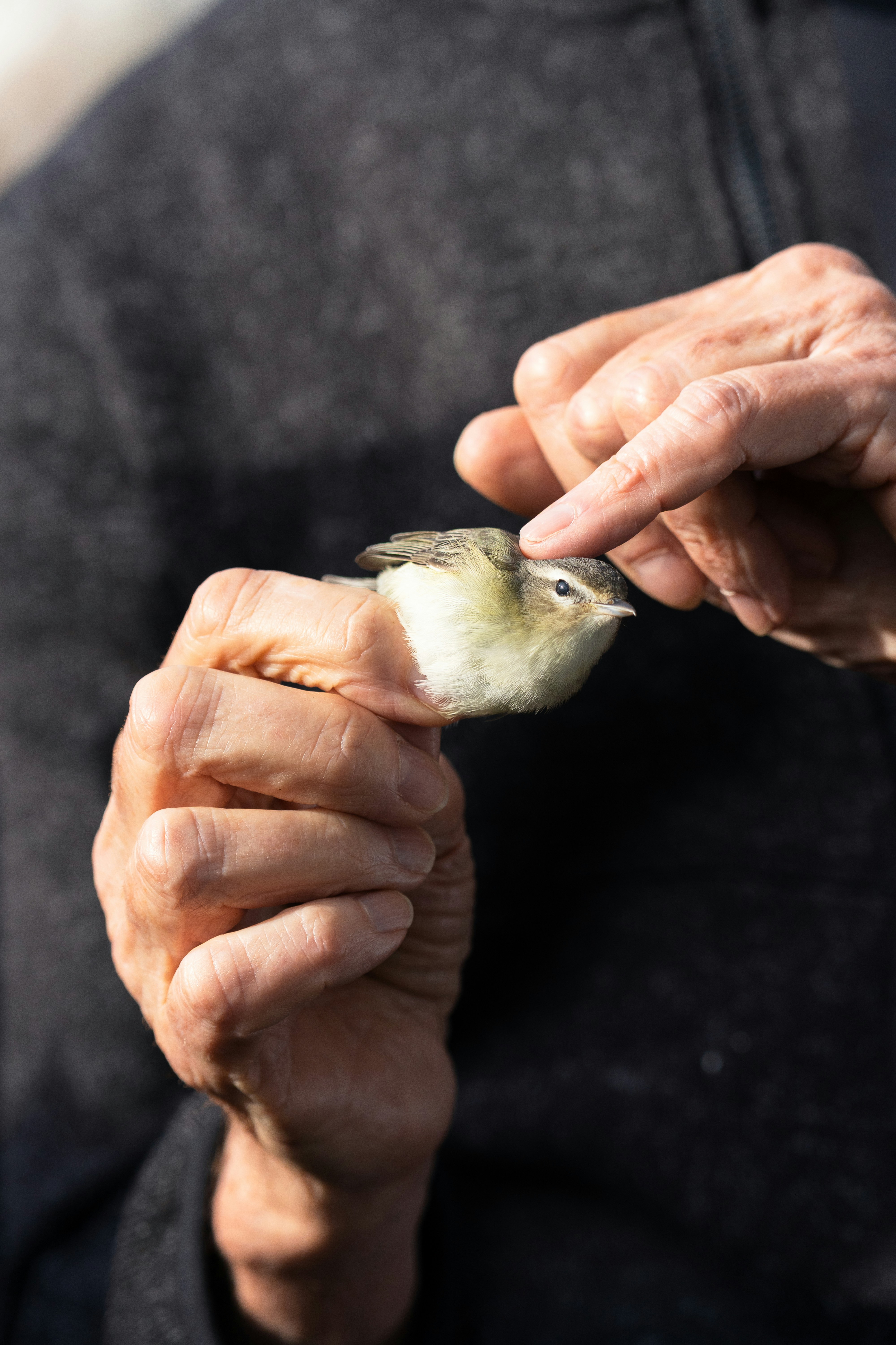 A person holds and touches a small bird.