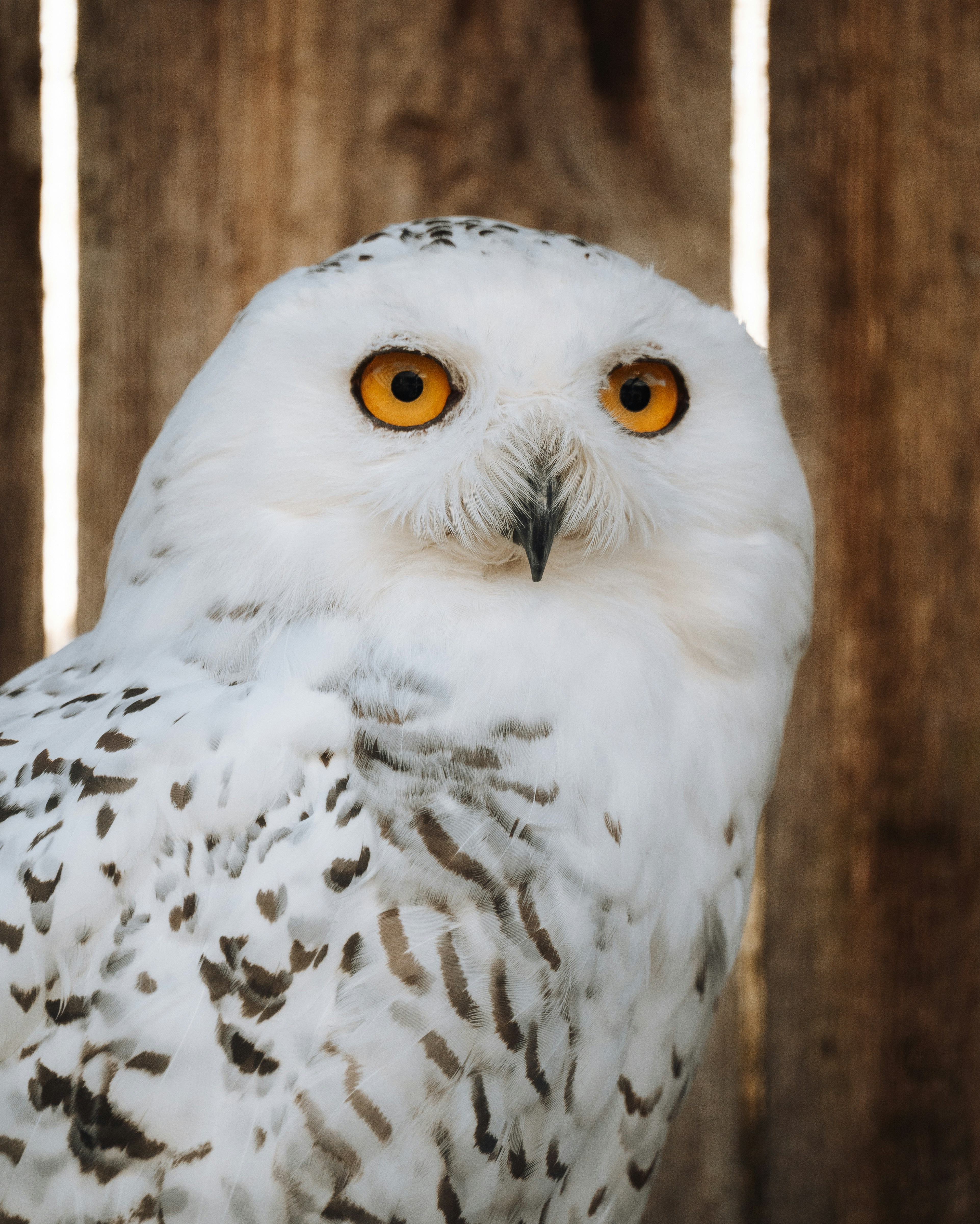A snowy owl poses in front of wood.