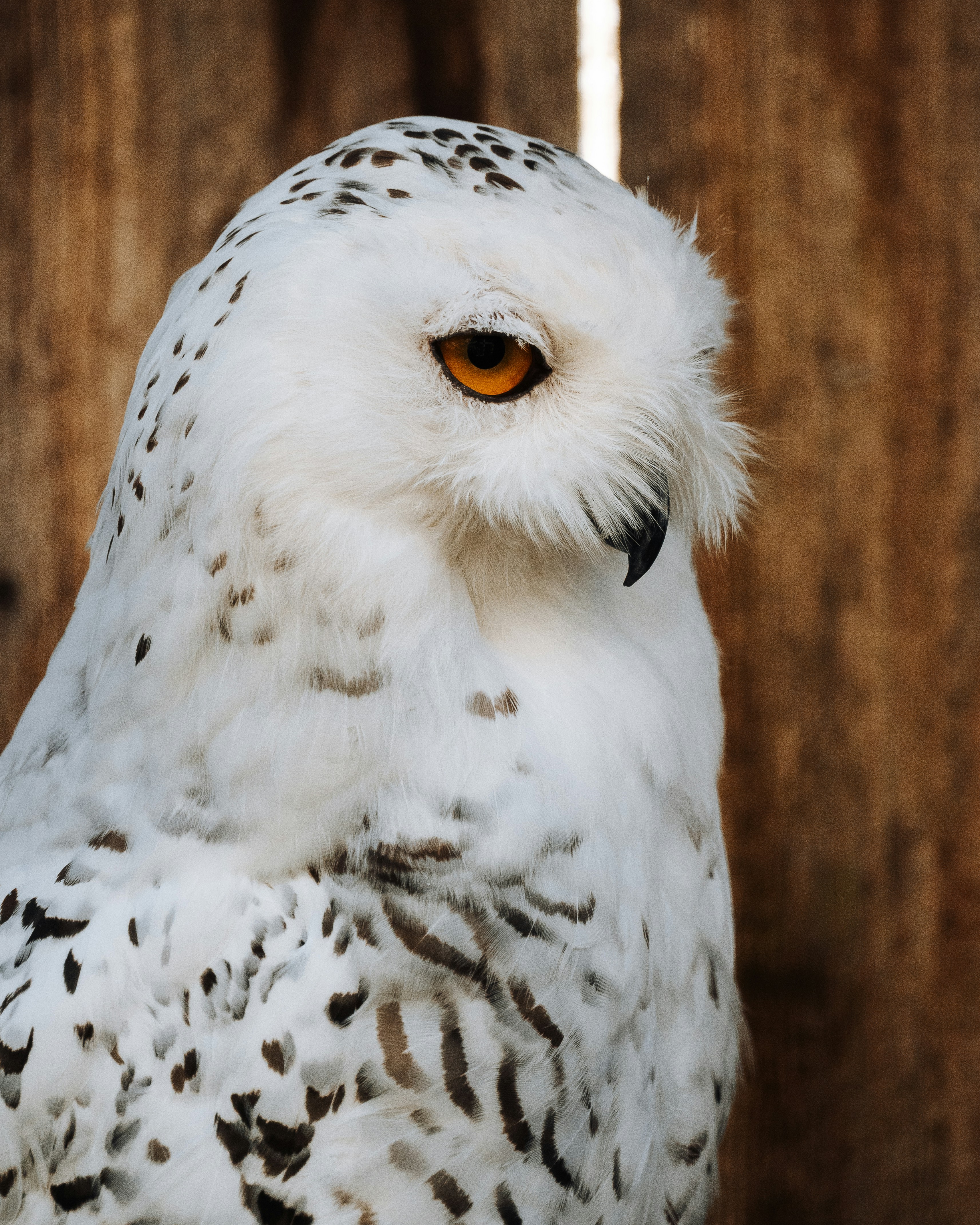 A snowy owl perches, looking off to the side.