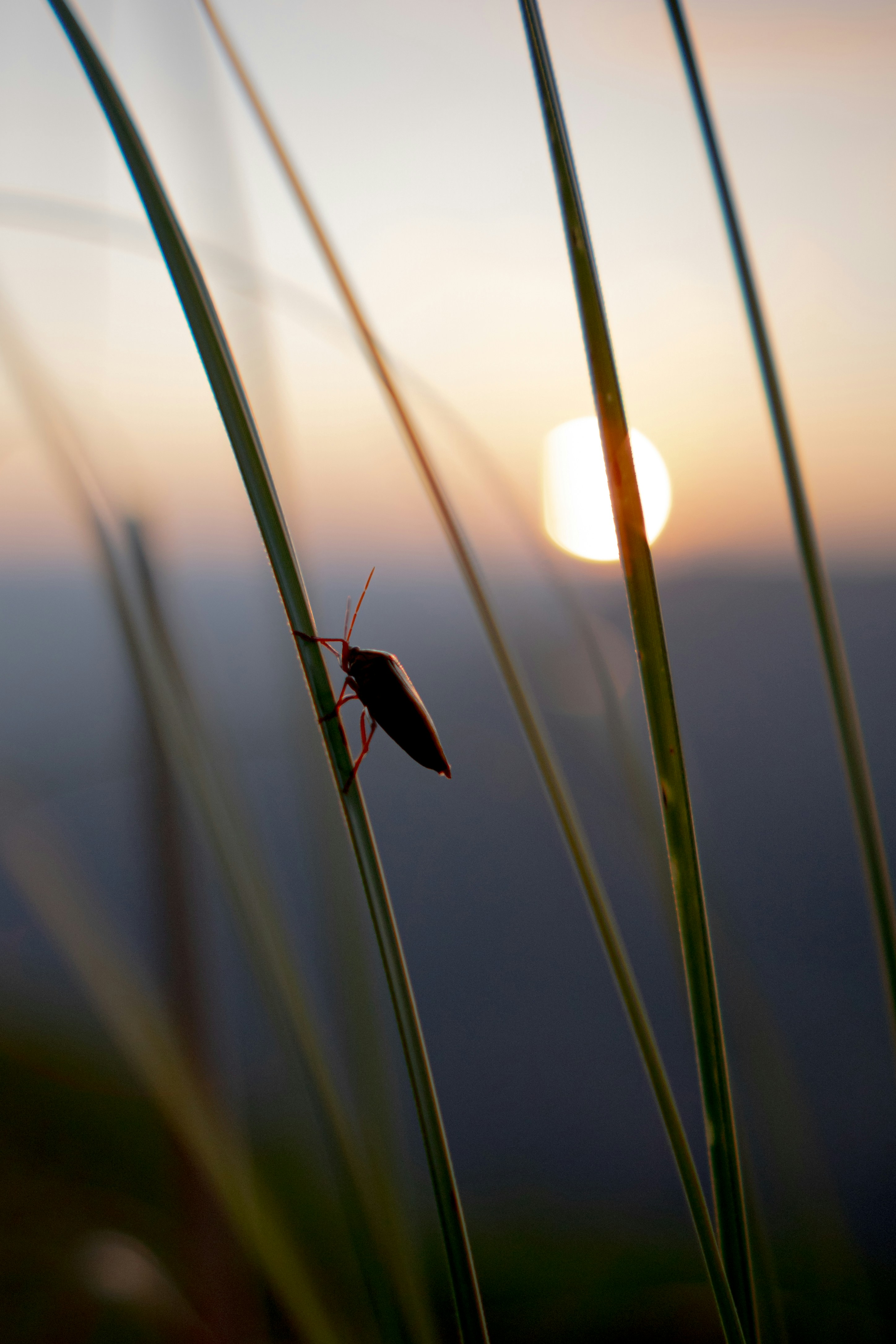 Insect Dawn Chorus: The Smallest Morning Warriors (image credits: unsplash)