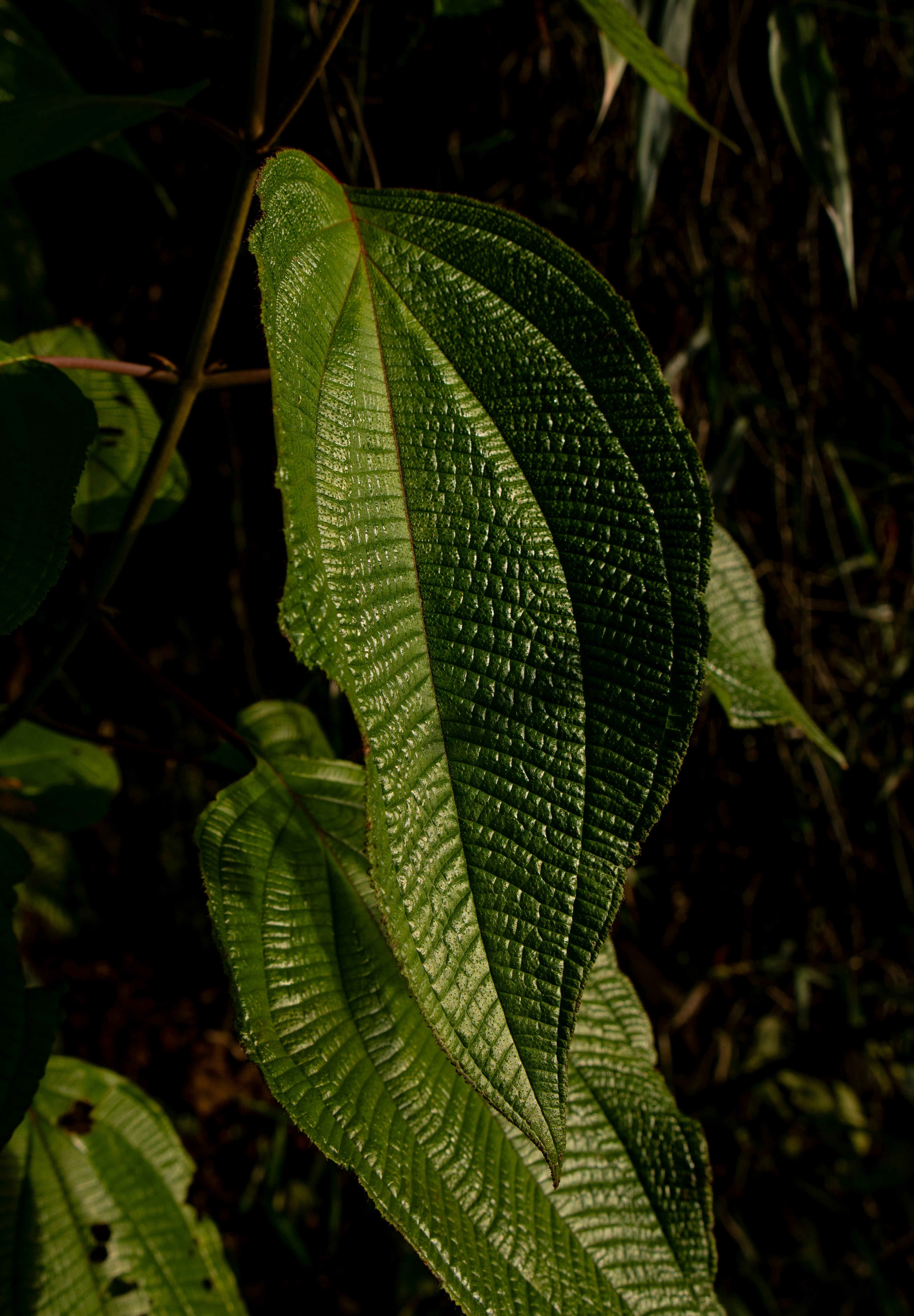 Photo by andreicastanha