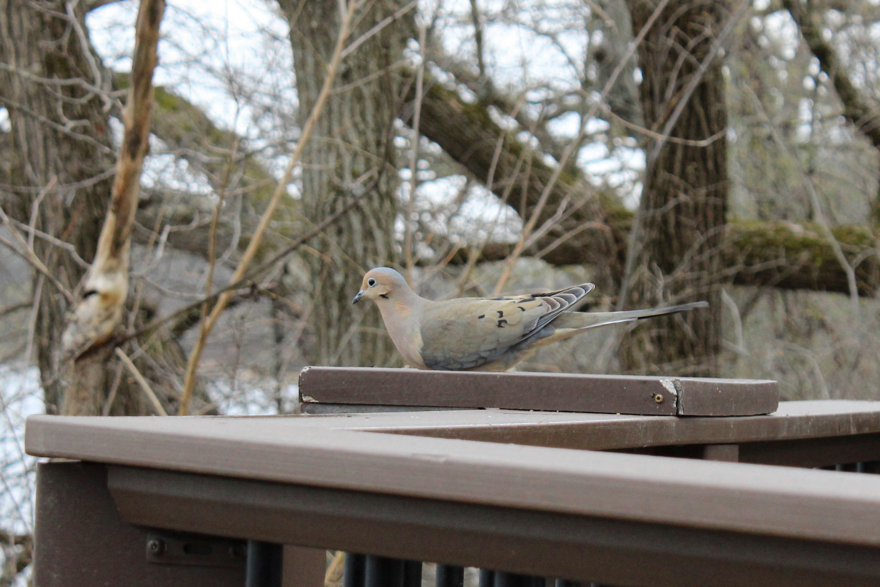 A dove is perched on a railing.