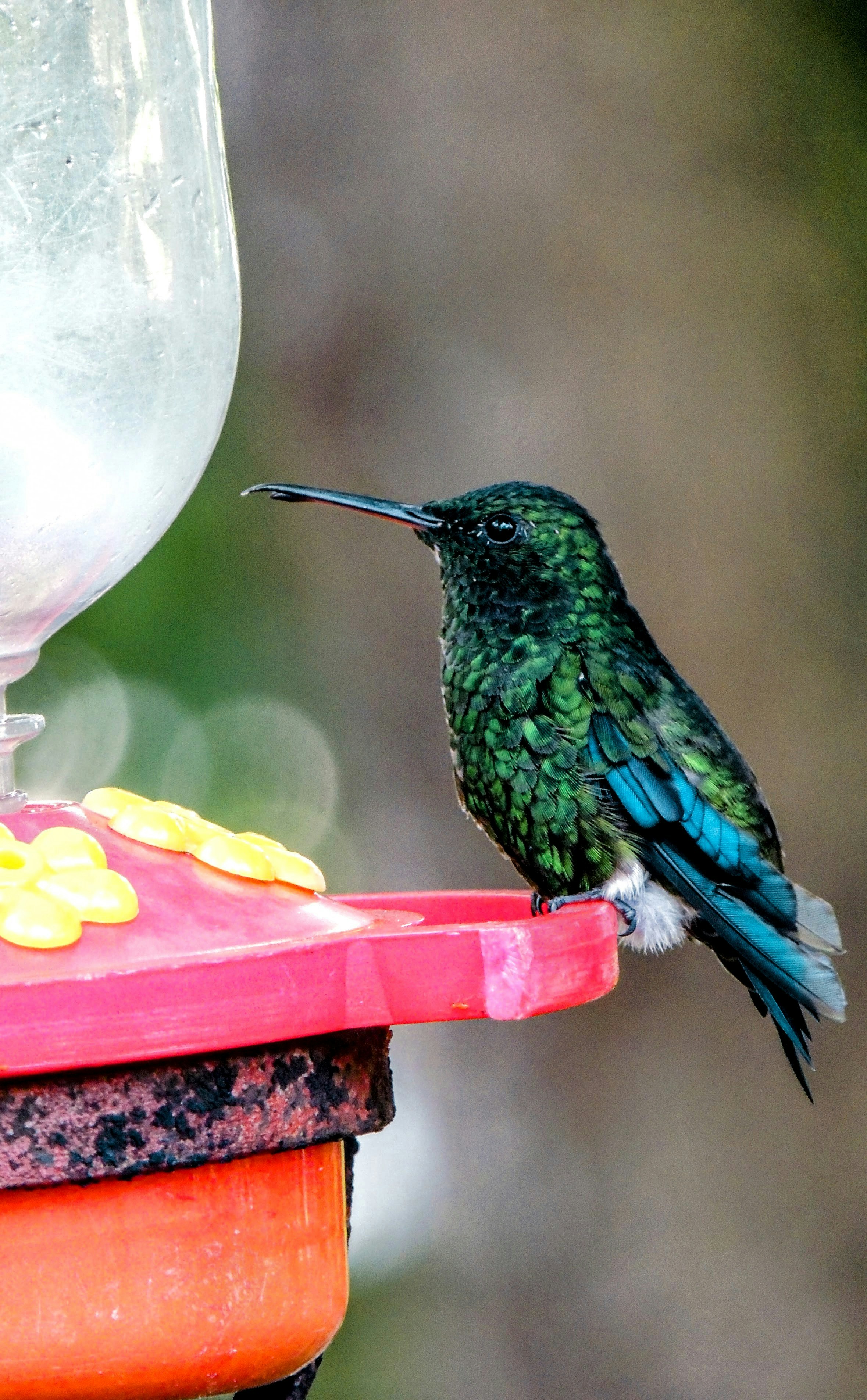 Emerald Hummingbird at the Feeder Colibrí esmeralda en el comedero Close-up of a hummingbird perched on a feeder, featuring vibrant green and blue iridescent feathers. A vivid capture of wildlife. Primer plano de un colibrí posado en un comedero, con plumaje iridiscente en tonos verdes y azules. Una captura vibrante de vida silvestre.