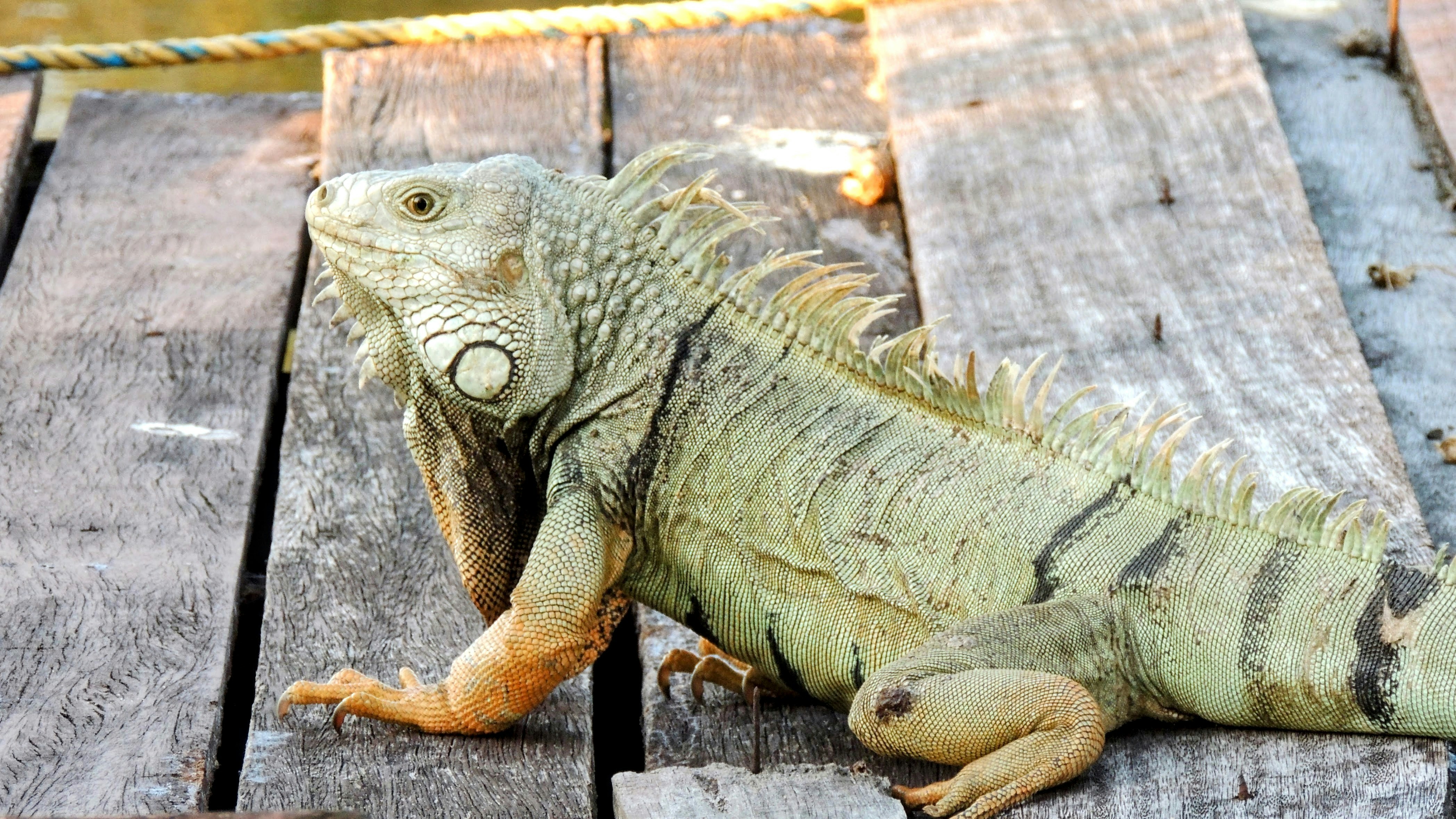 The Spiny-Tailed Iguana: Sunbeam Chaser (image credits: unsplash)