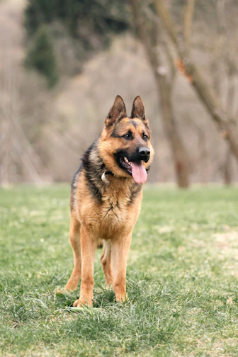 A german shepherd stands proudly in a grassy field.