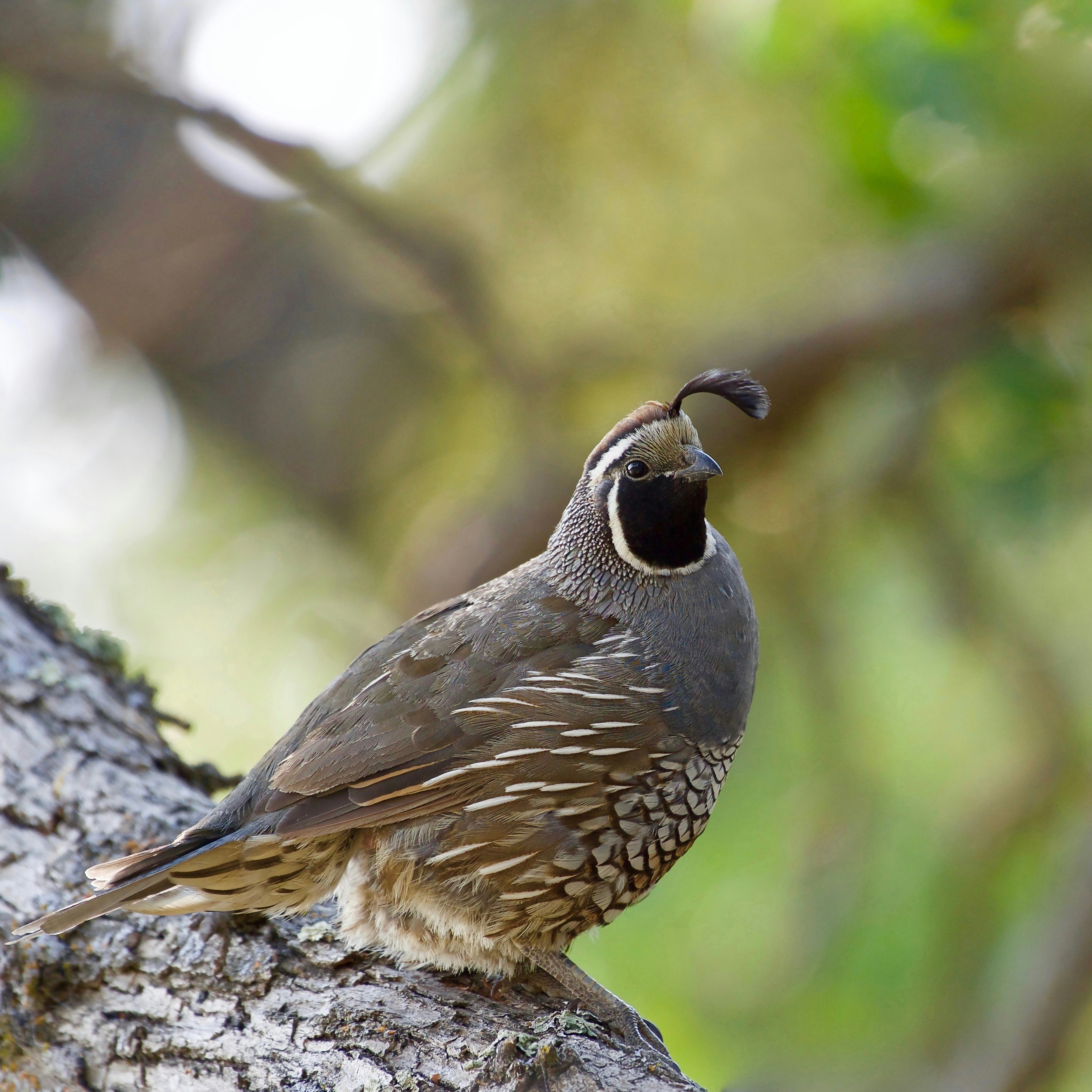 A california quail is perched on a tree branch.