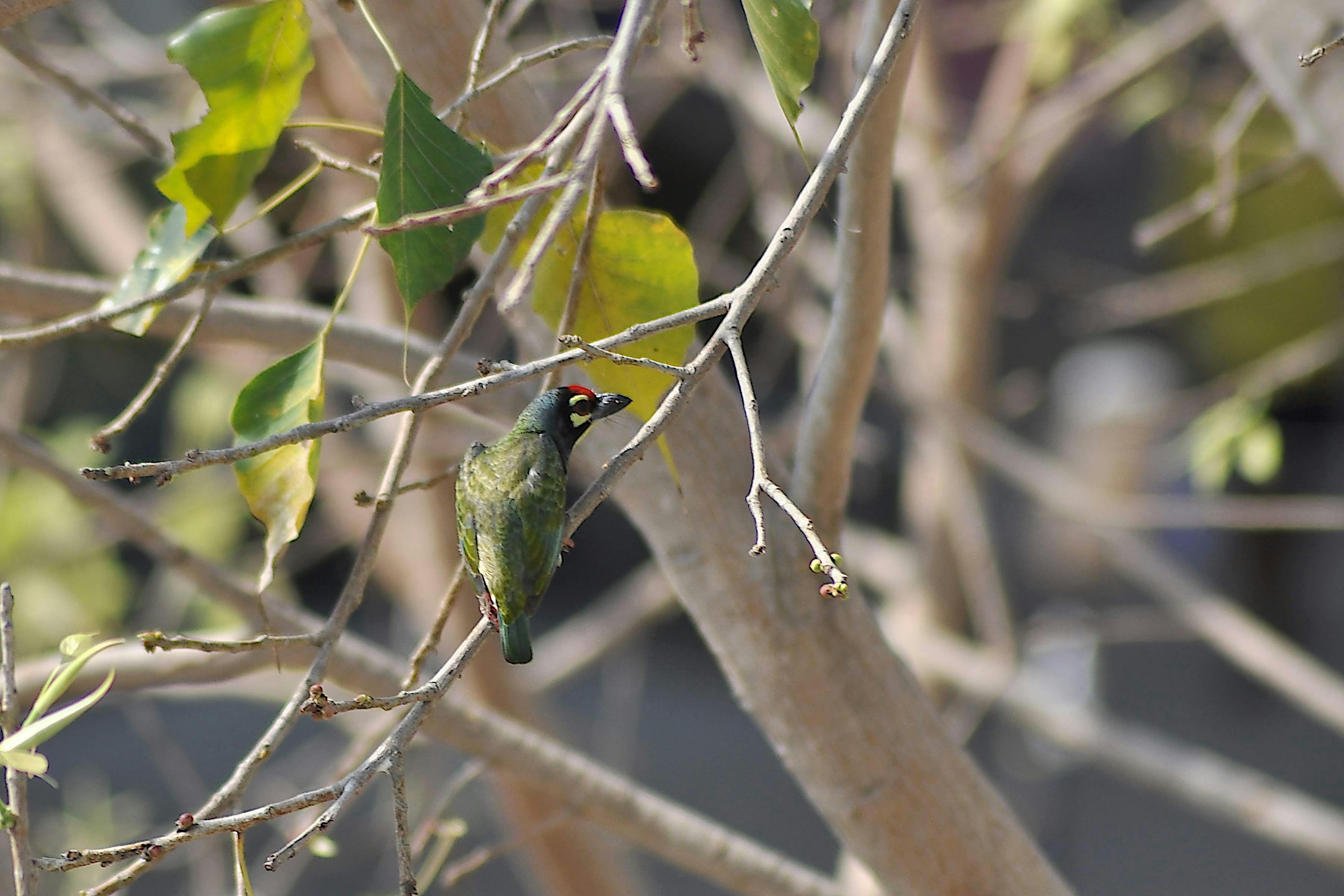 A green bird is perched among the branches.