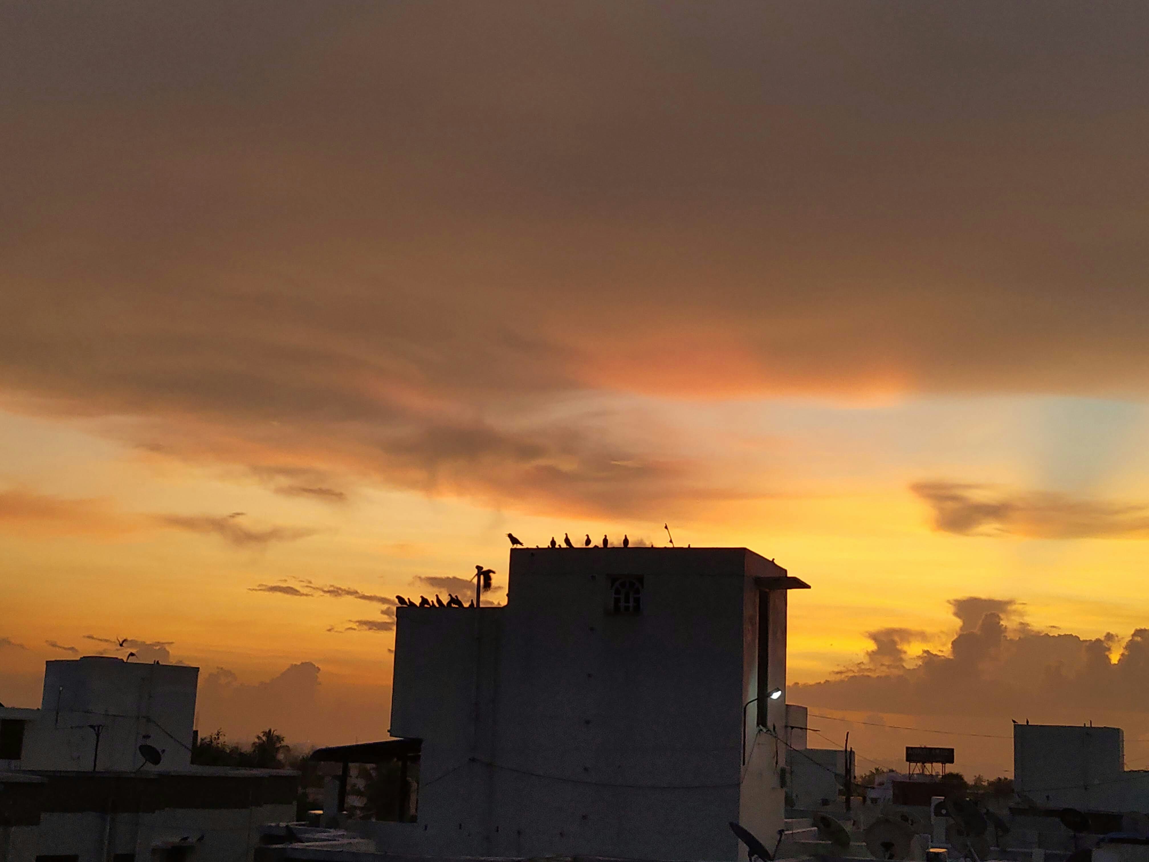 Sunset over buildings with birds.