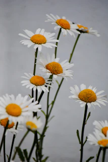 Beautiful daisies blooming against a light background.