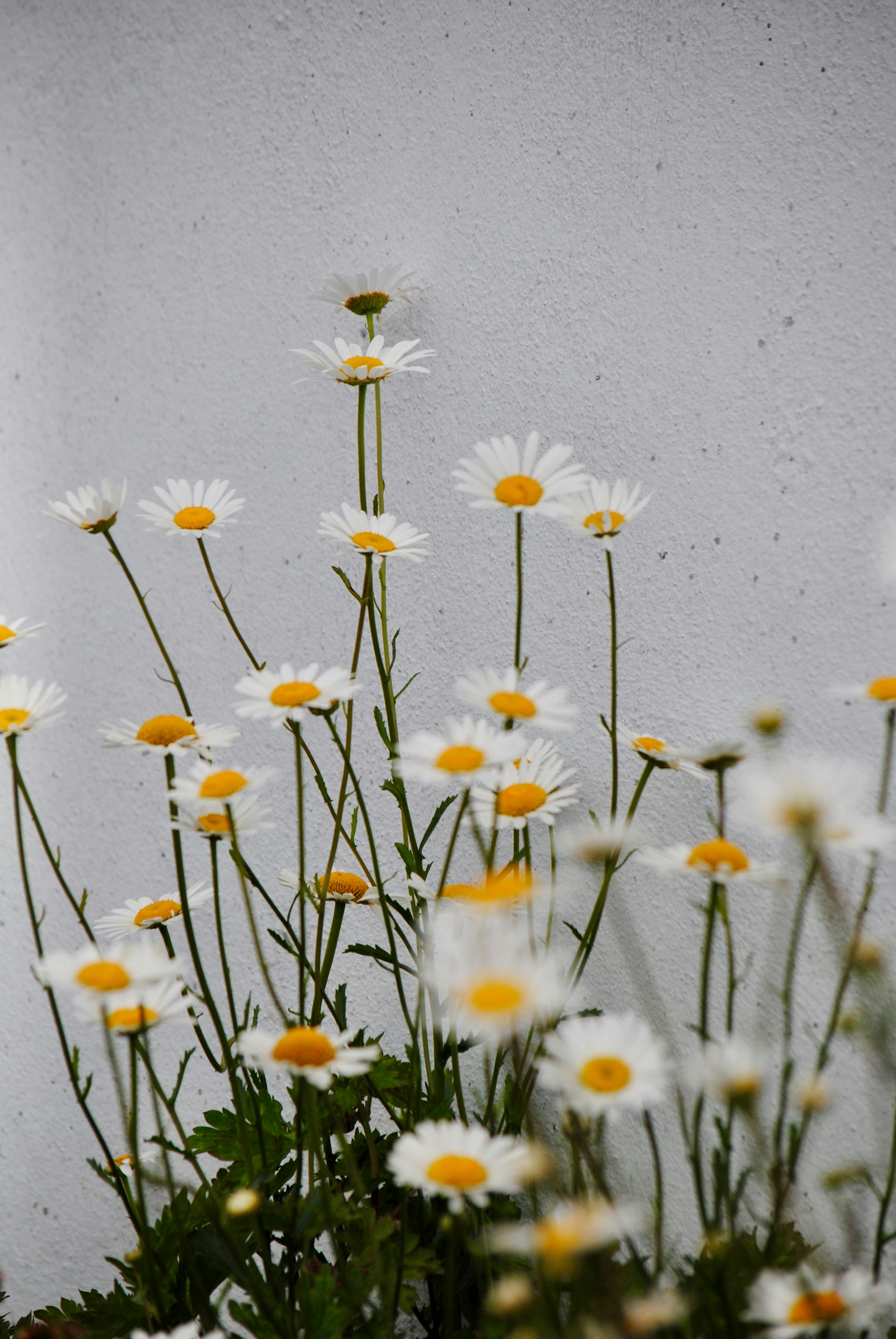 Photo by lauramars