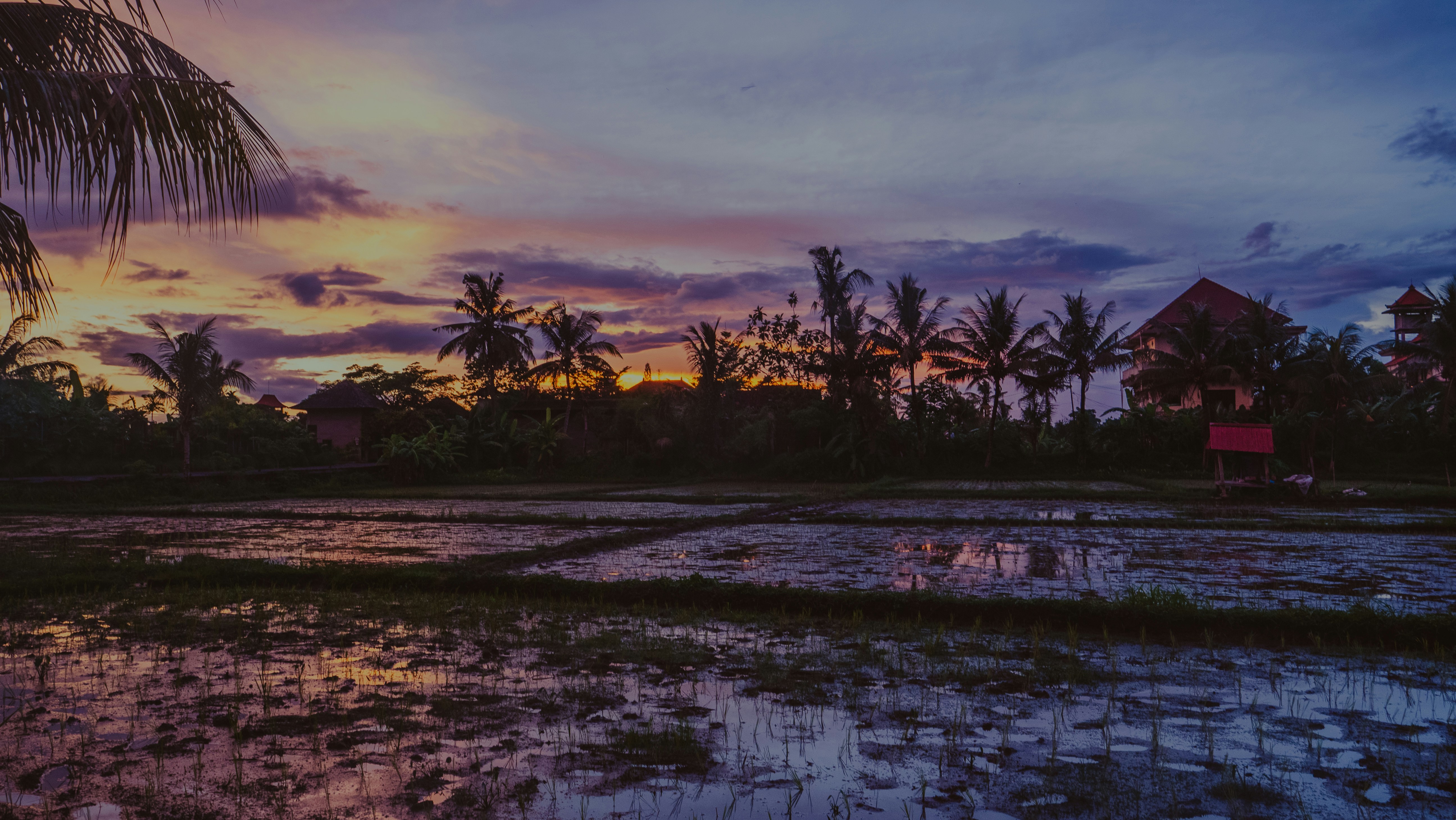 Sunset over rice fields with palm trees.
