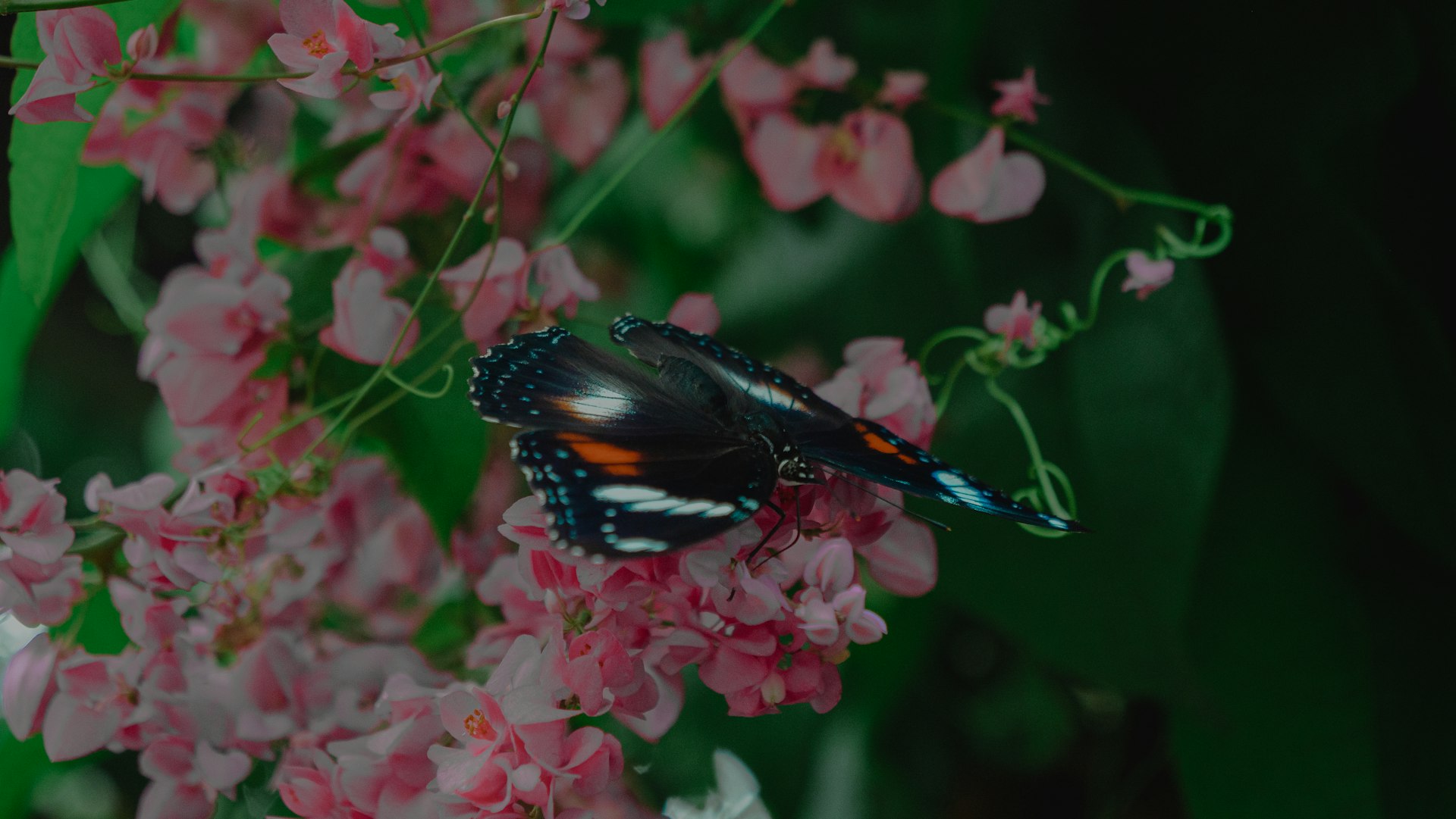 A butterfly rests on pink flowers.