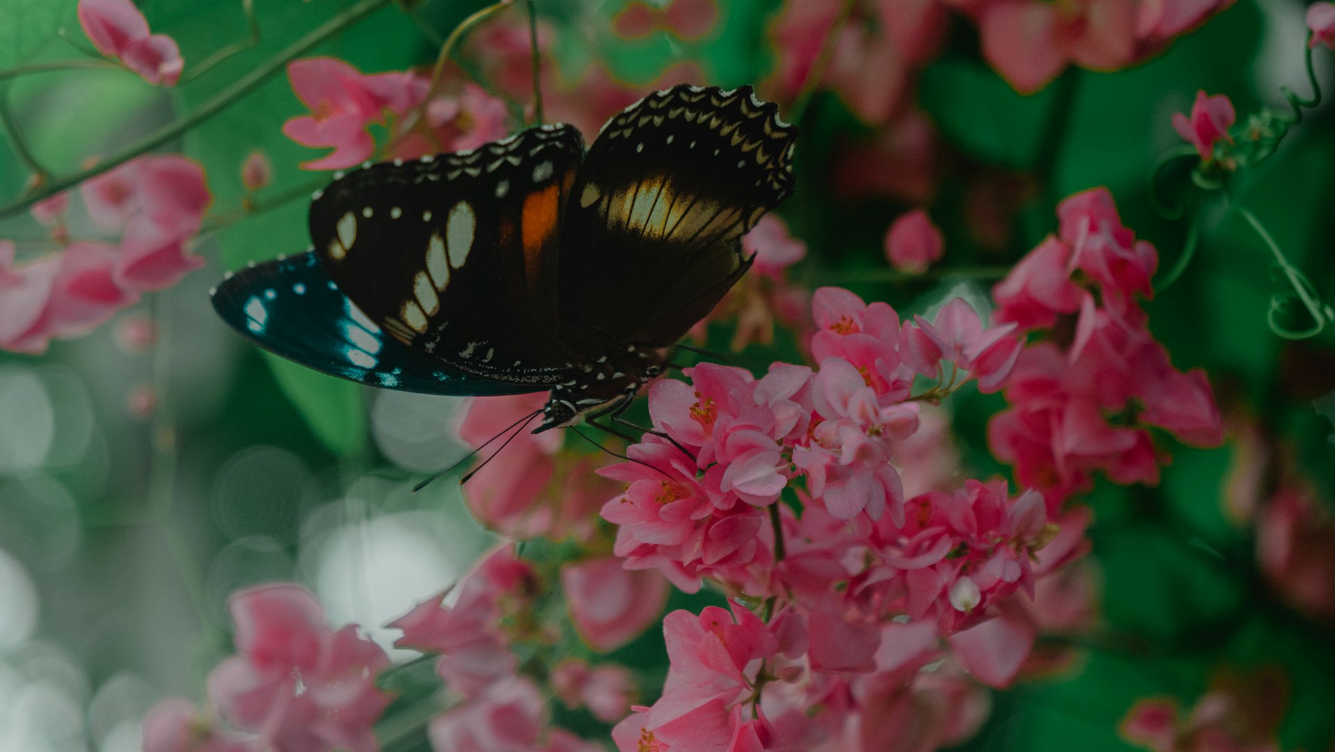 A butterfly sits on pink flowers.