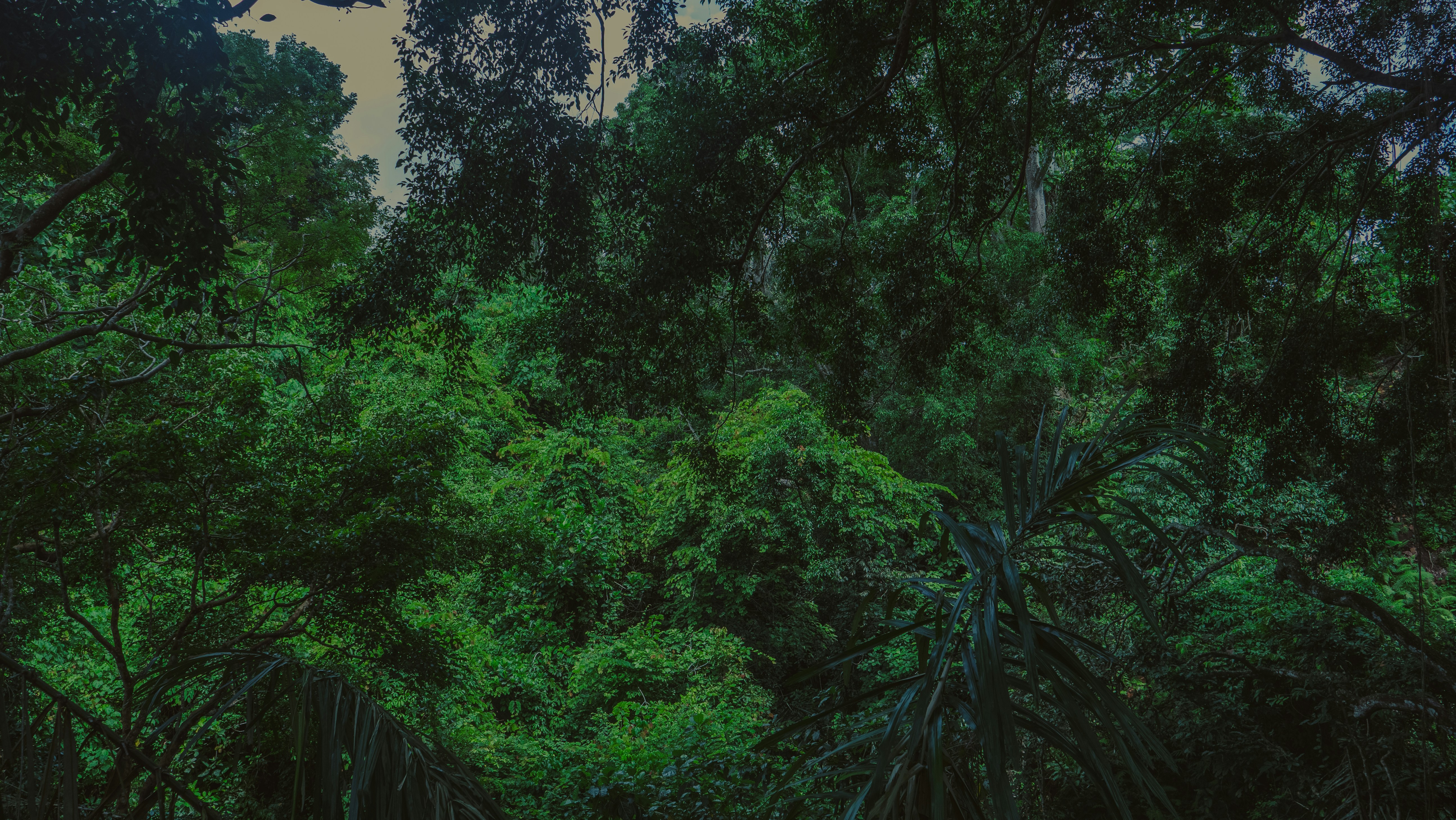 Learn Tagalog Through A Quest | Sa Gubat