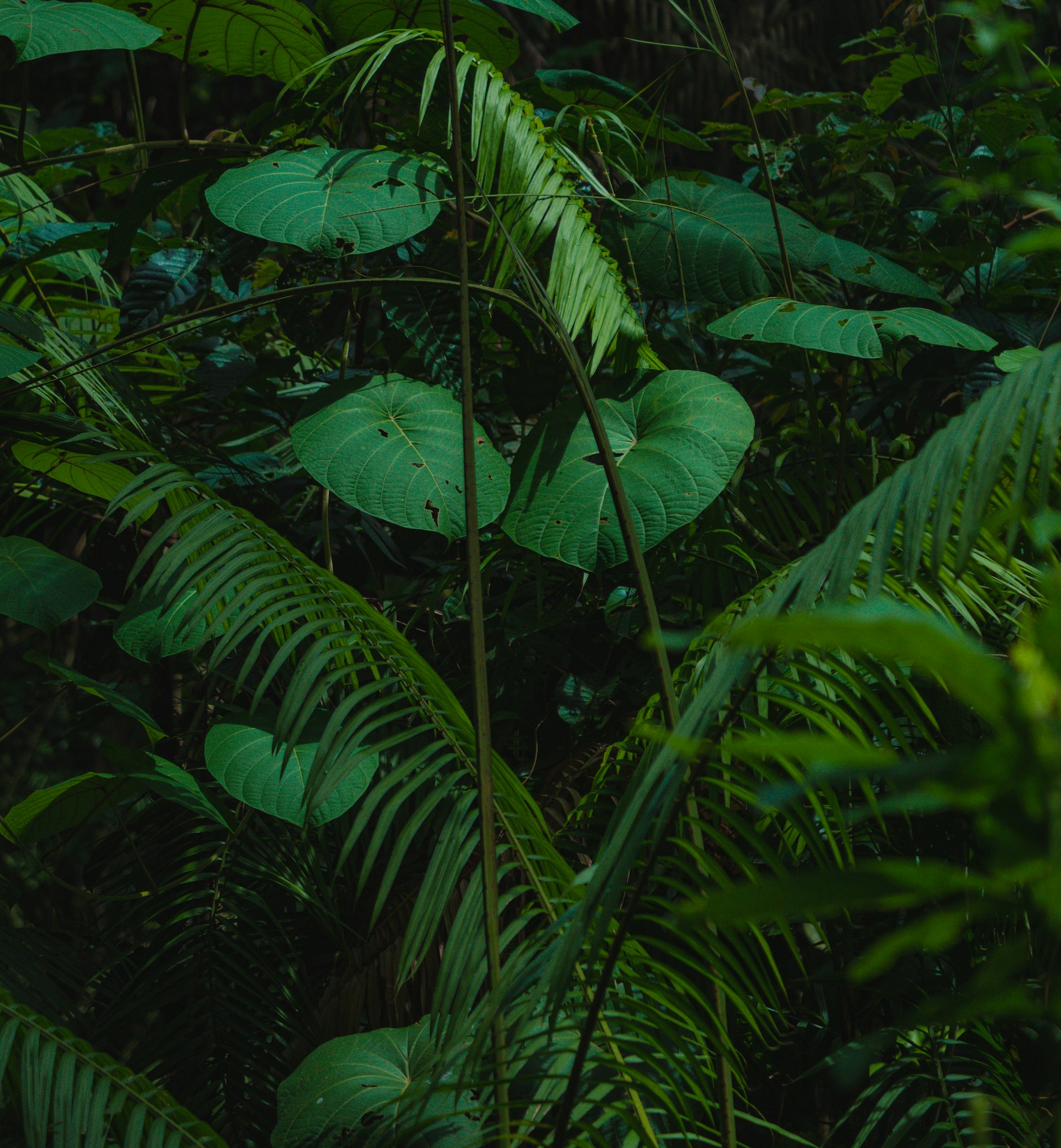 Lush green foliage fills a dense forest.