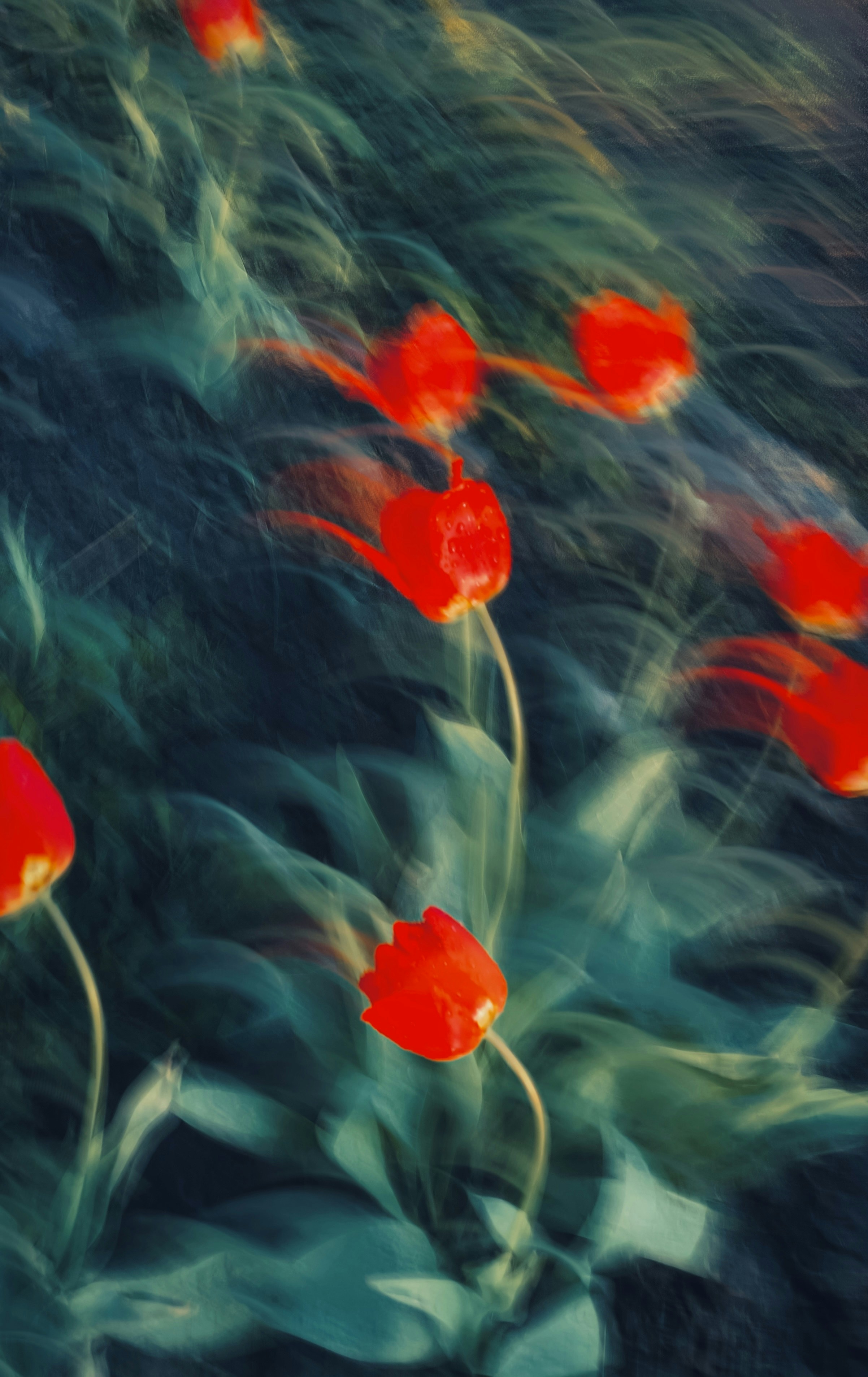 Red tulips seem to bloom with motion and light.