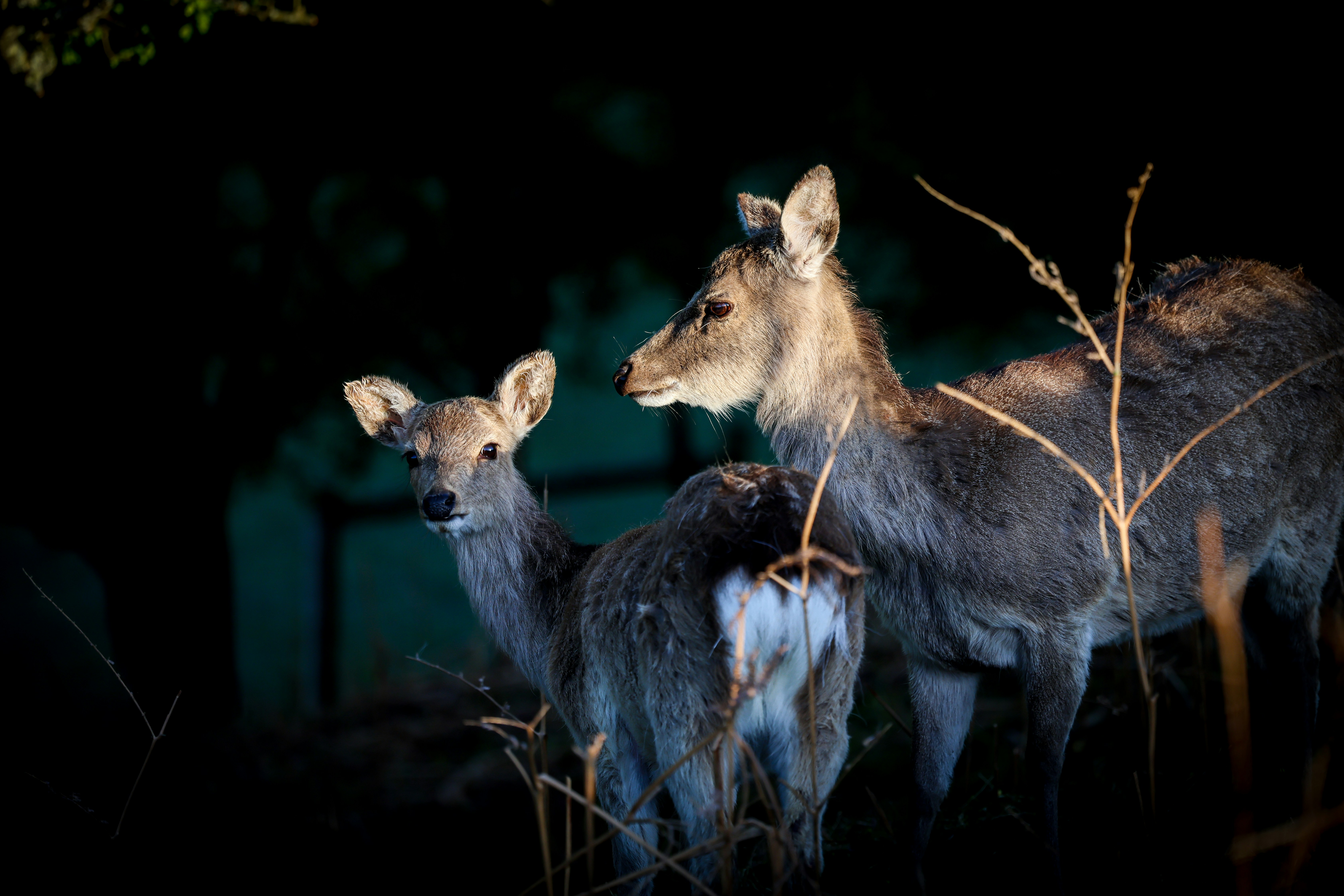 Two deer stand together in the forest at night.