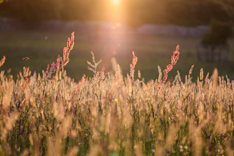 Golden sunlight bathes a field of tall grass.