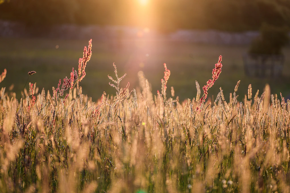 Golden sunlight bathes a field of tall grass.