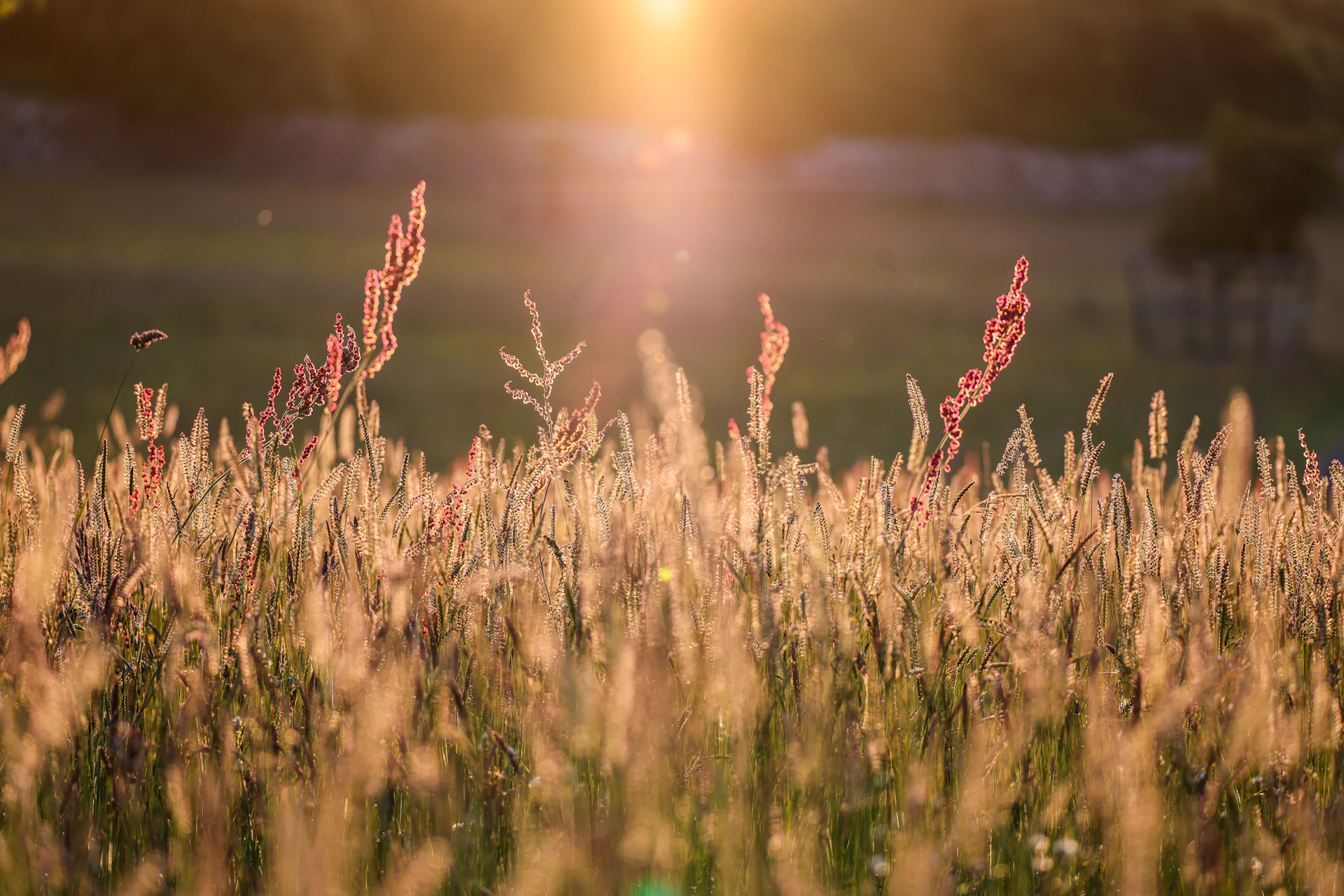 Golden sunlight bathes a field of tall grass.