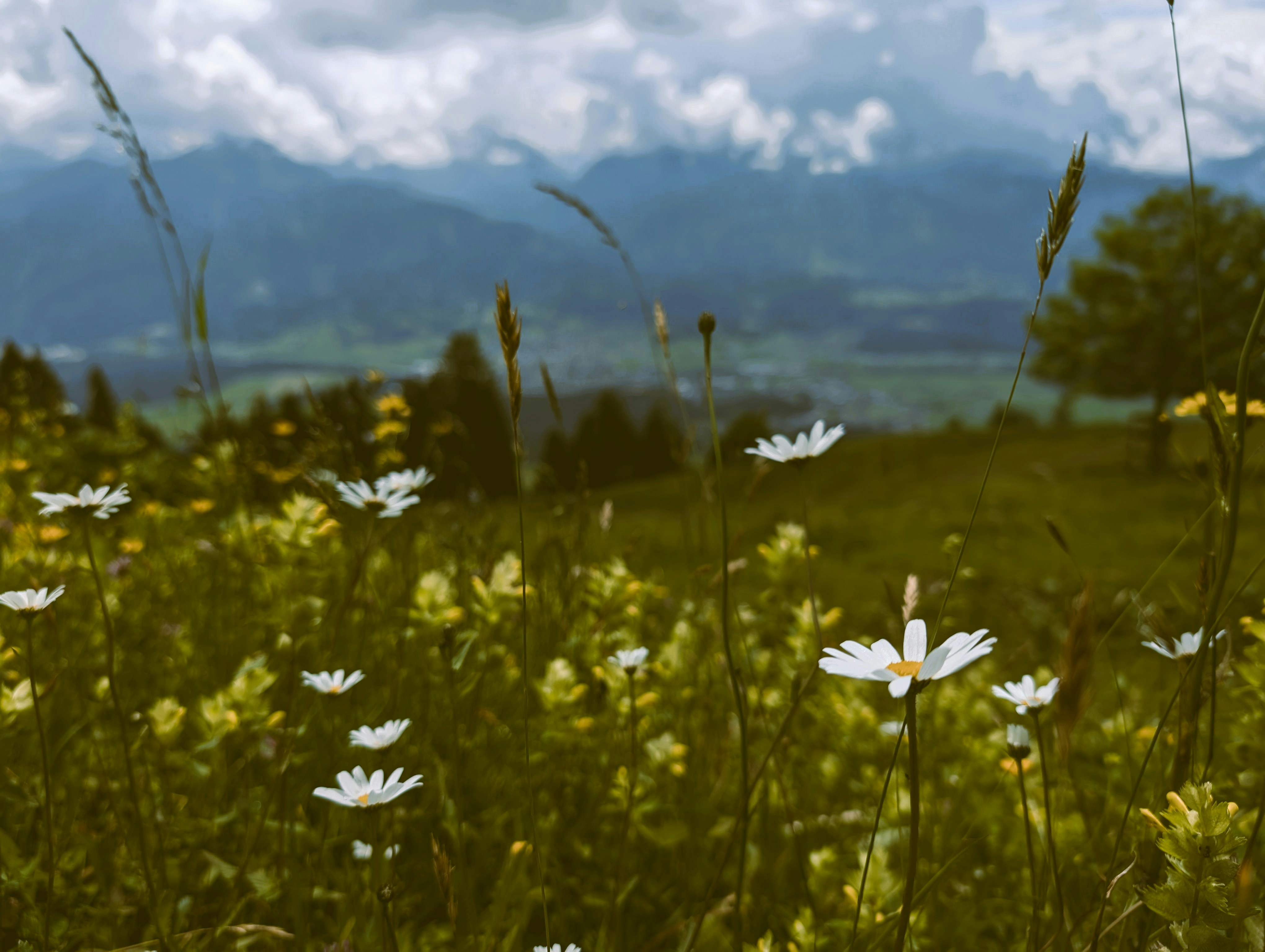 White flowers bloom in a scenic meadow.